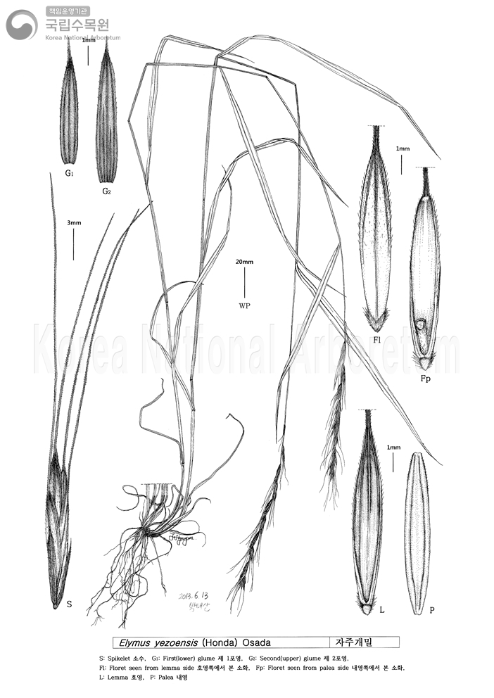 Plant Illustration Detailed View