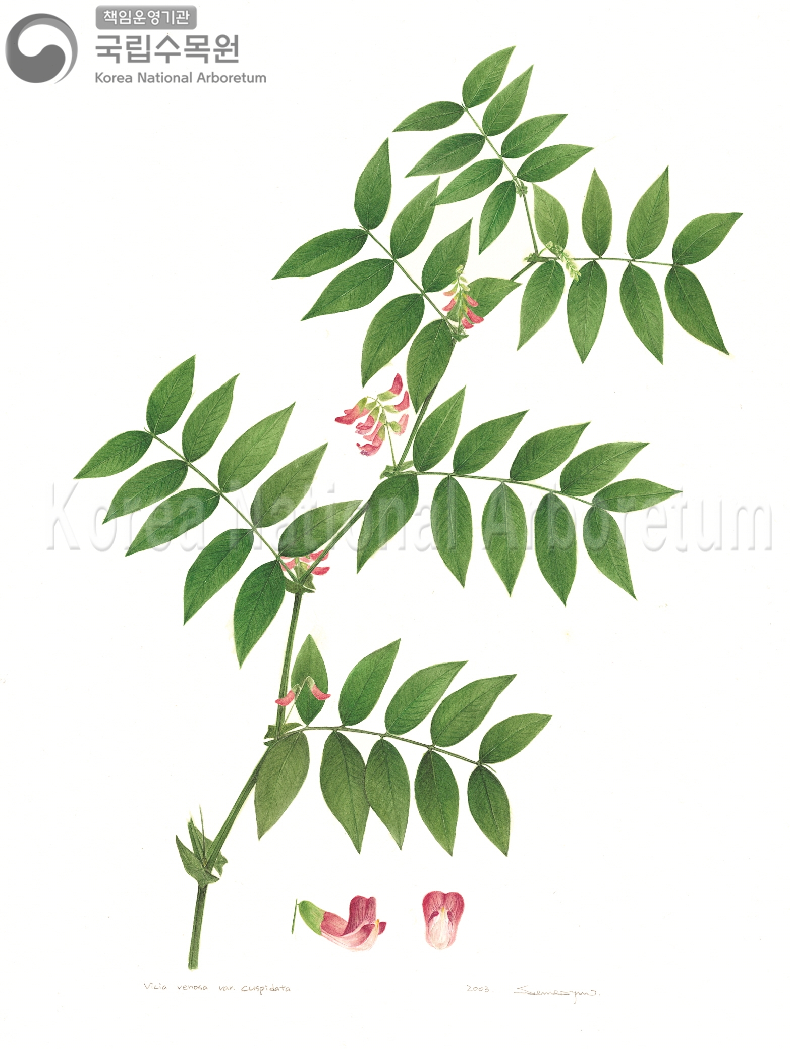 Plant Illustration Detailed View