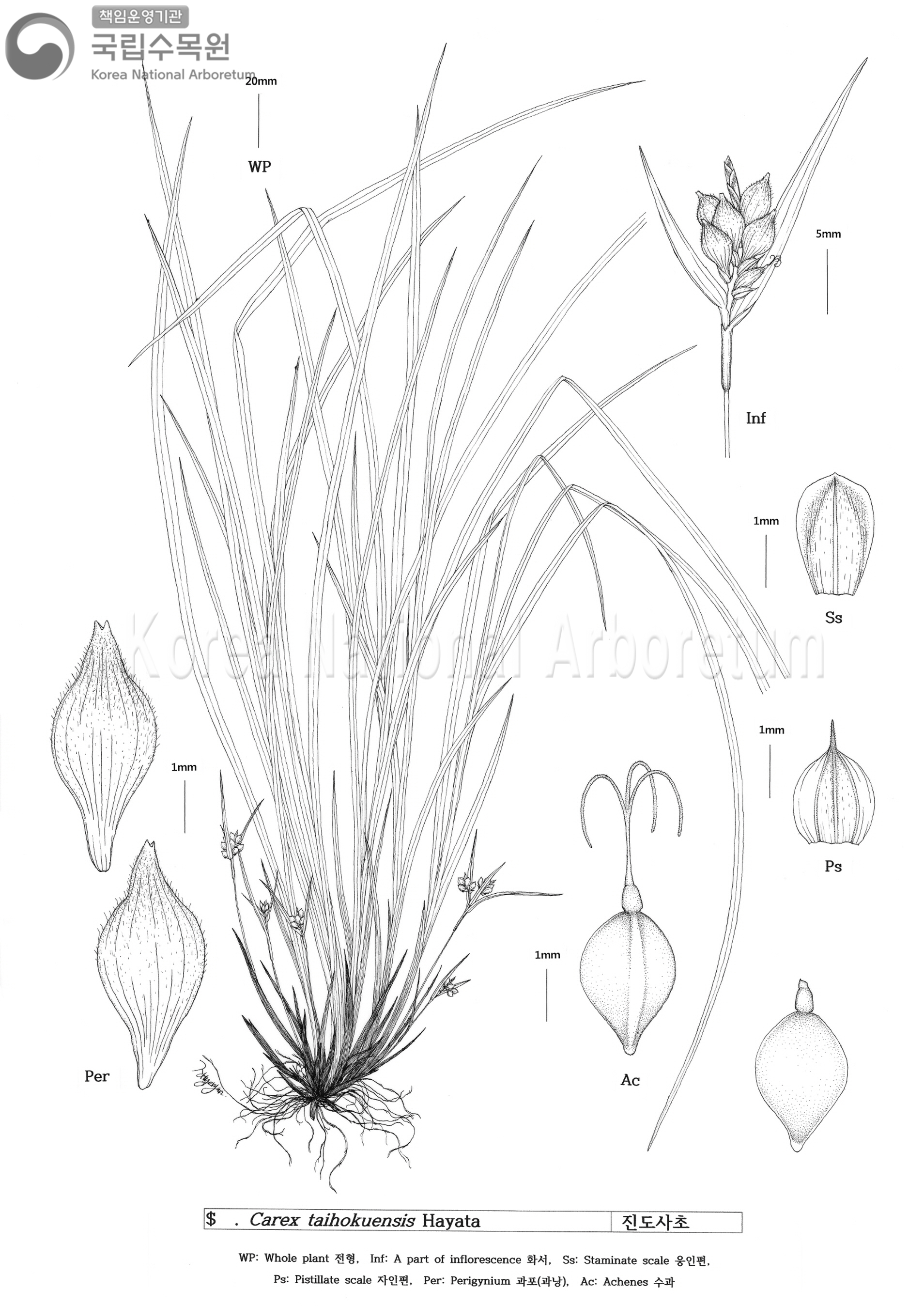 Plant Illustration Detailed View