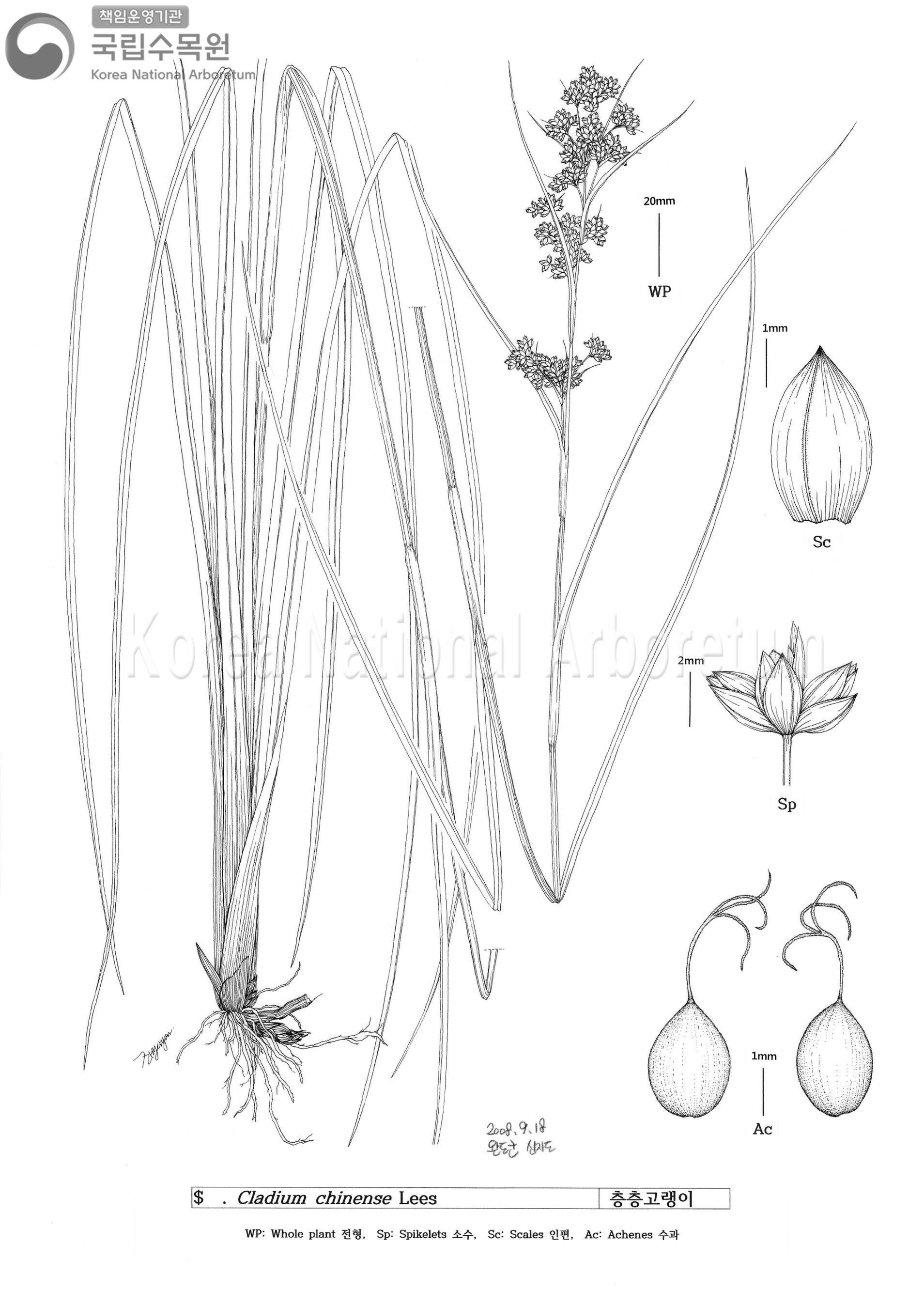 Plant Illustration Detailed View