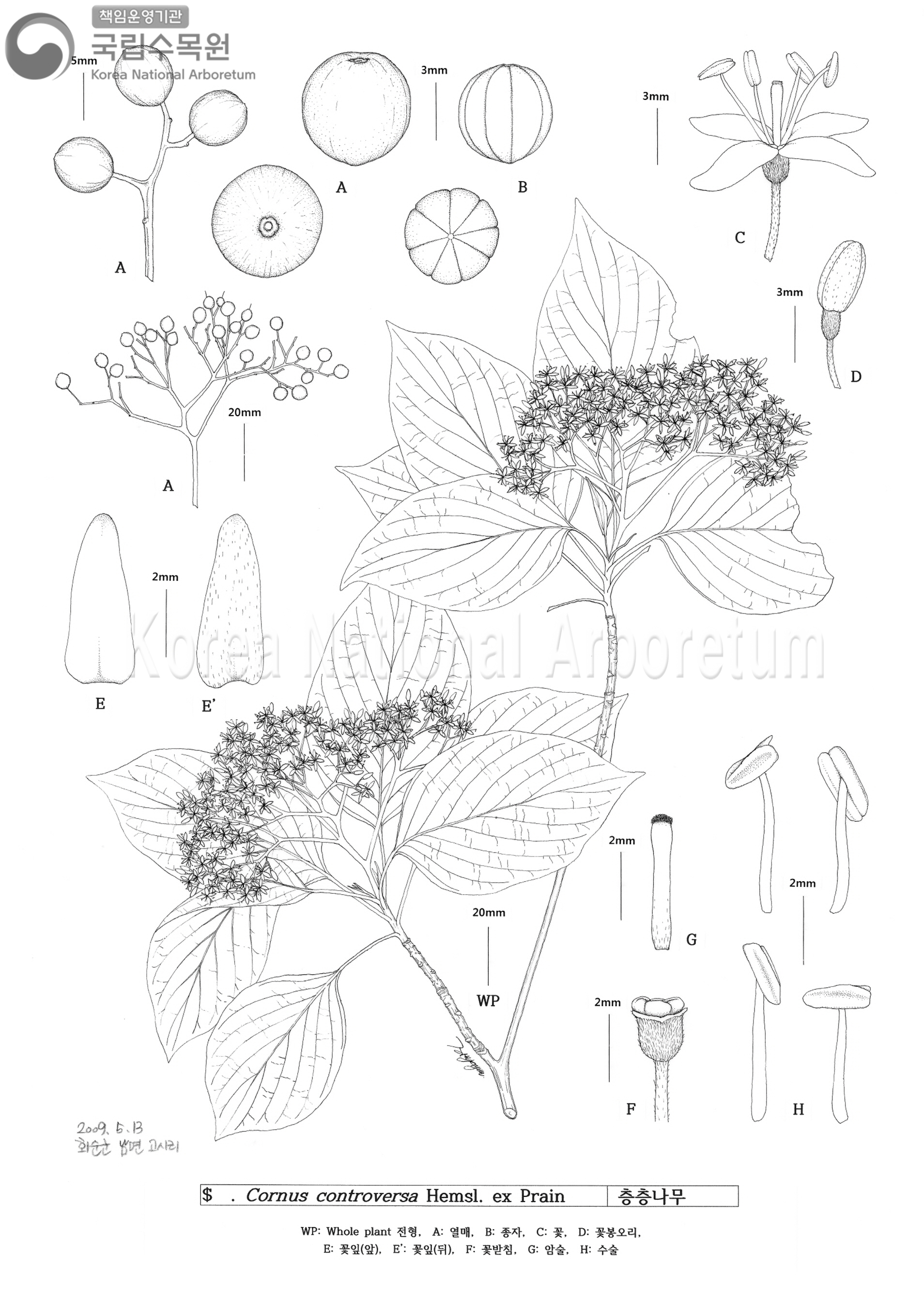 Plant Illustration Detailed View