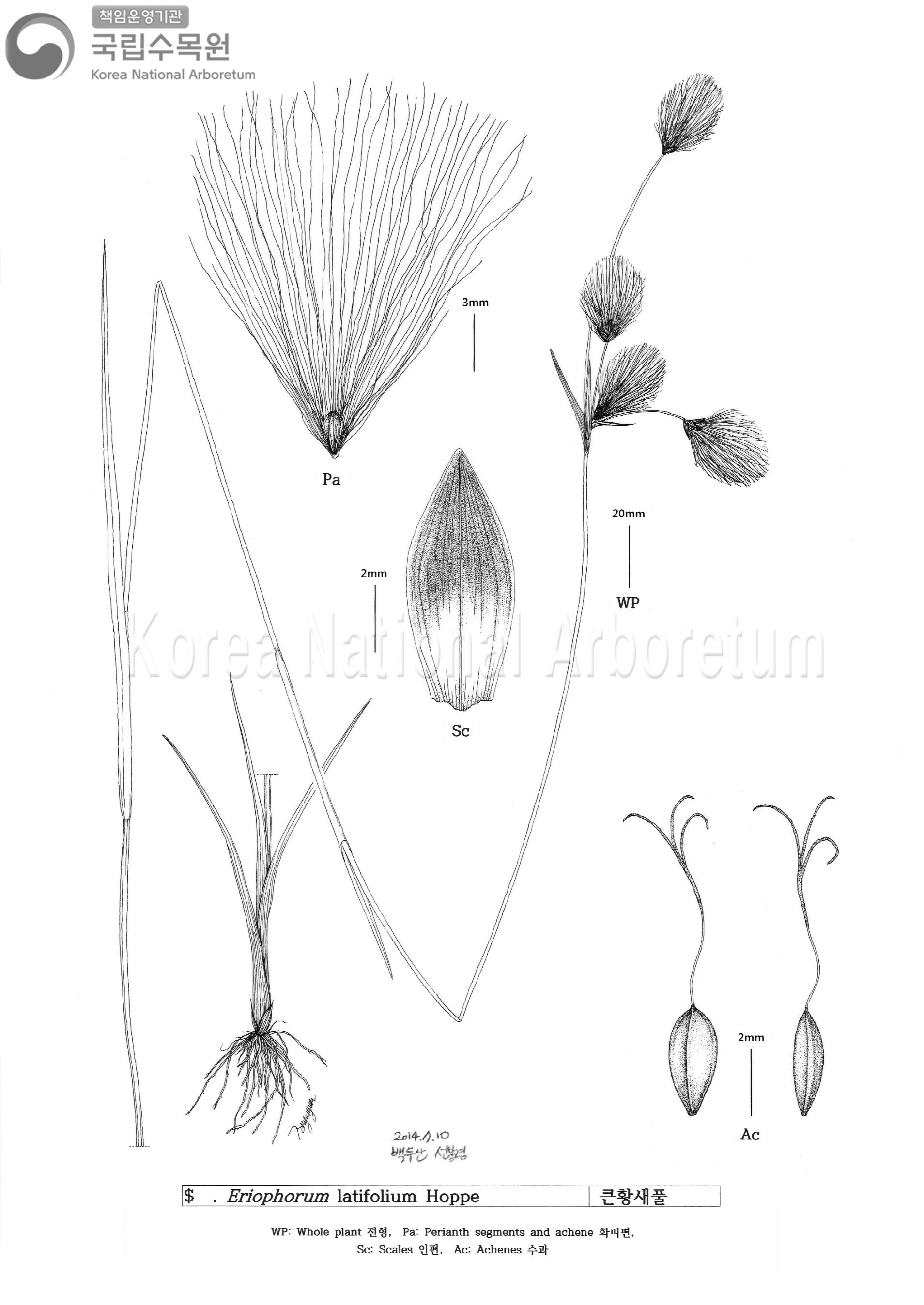 Plant Illustration Detailed View