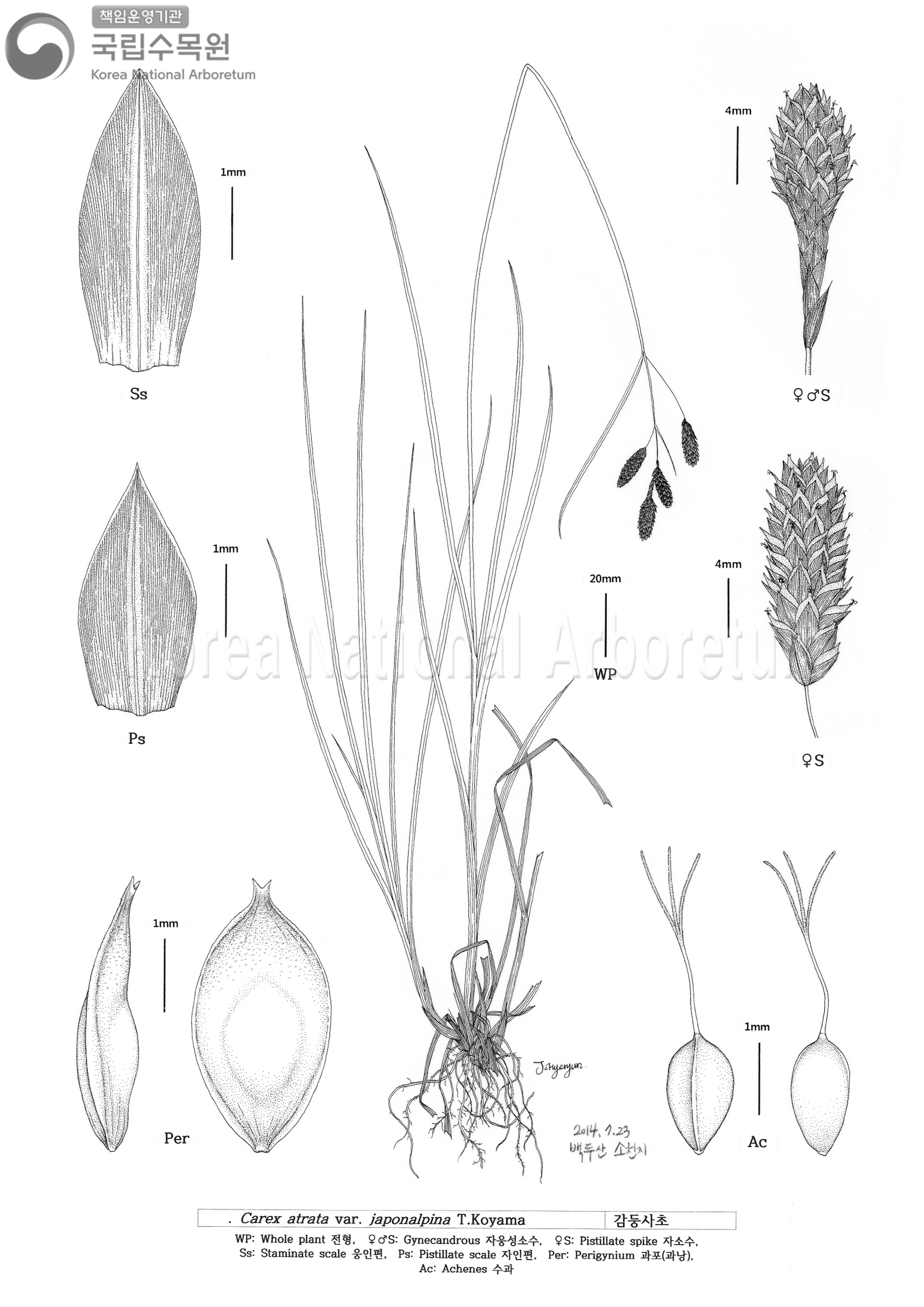 Plant Illustration Detailed View