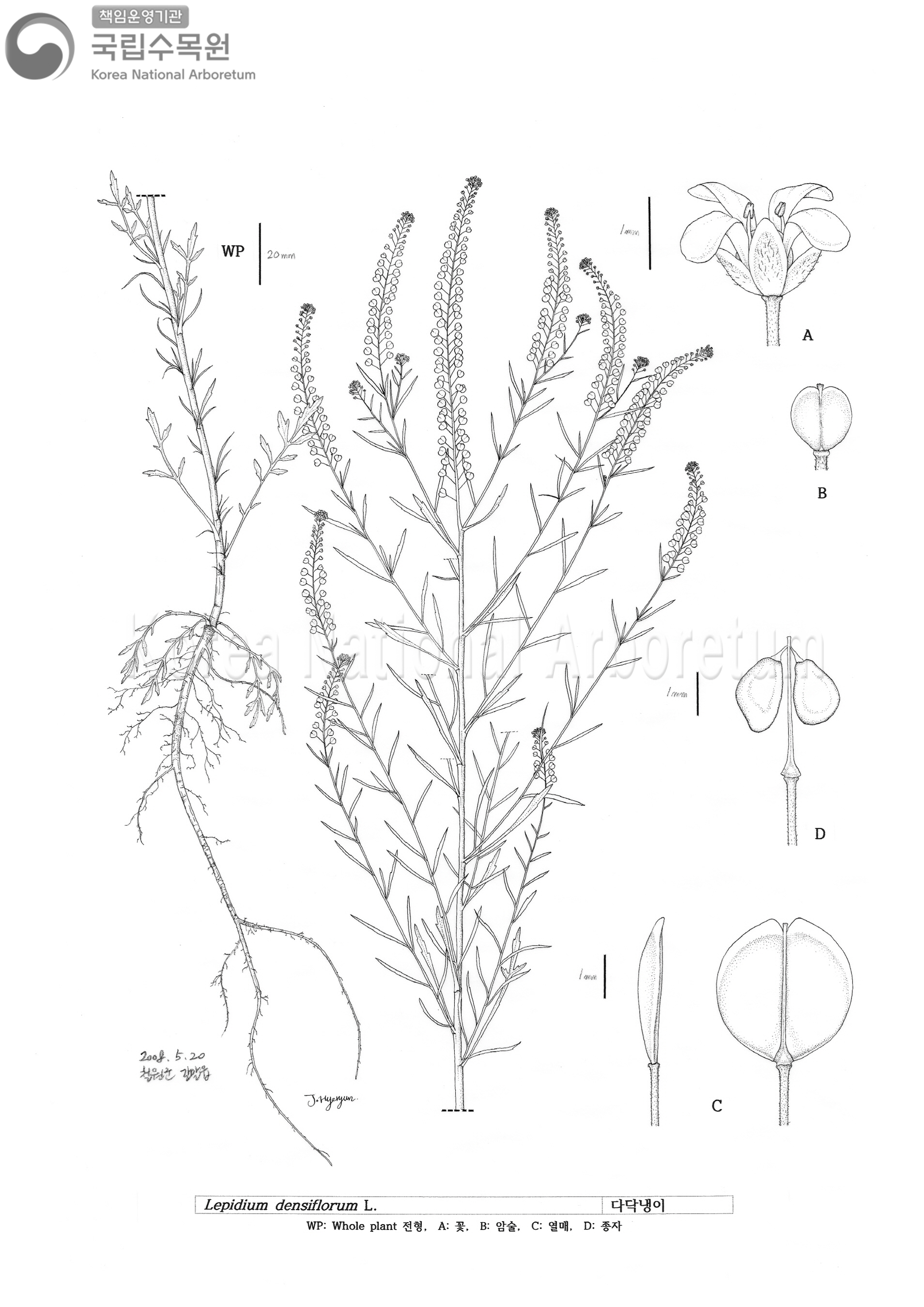 Plant Illustration Detailed View