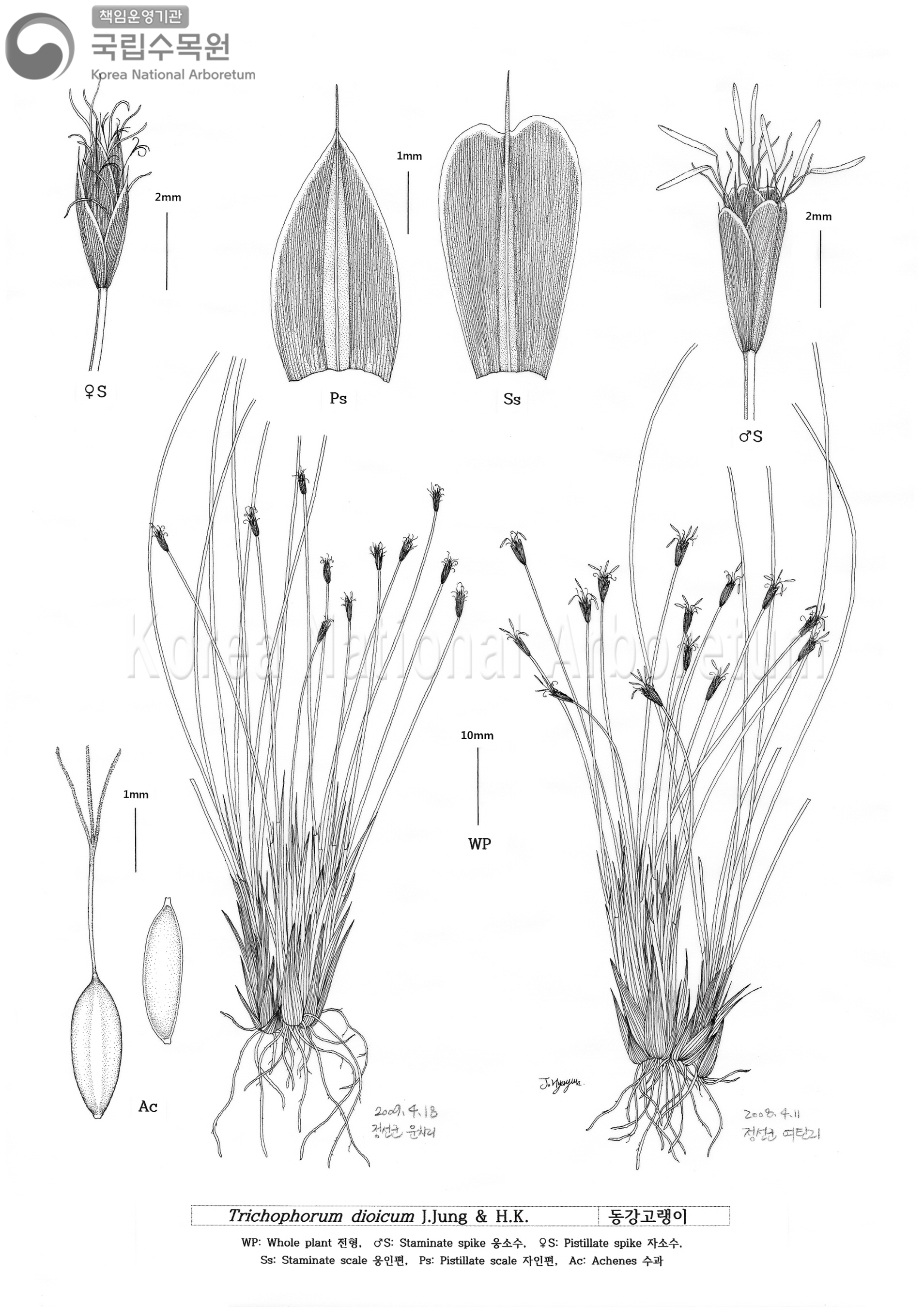 Plant Illustration Detailed View