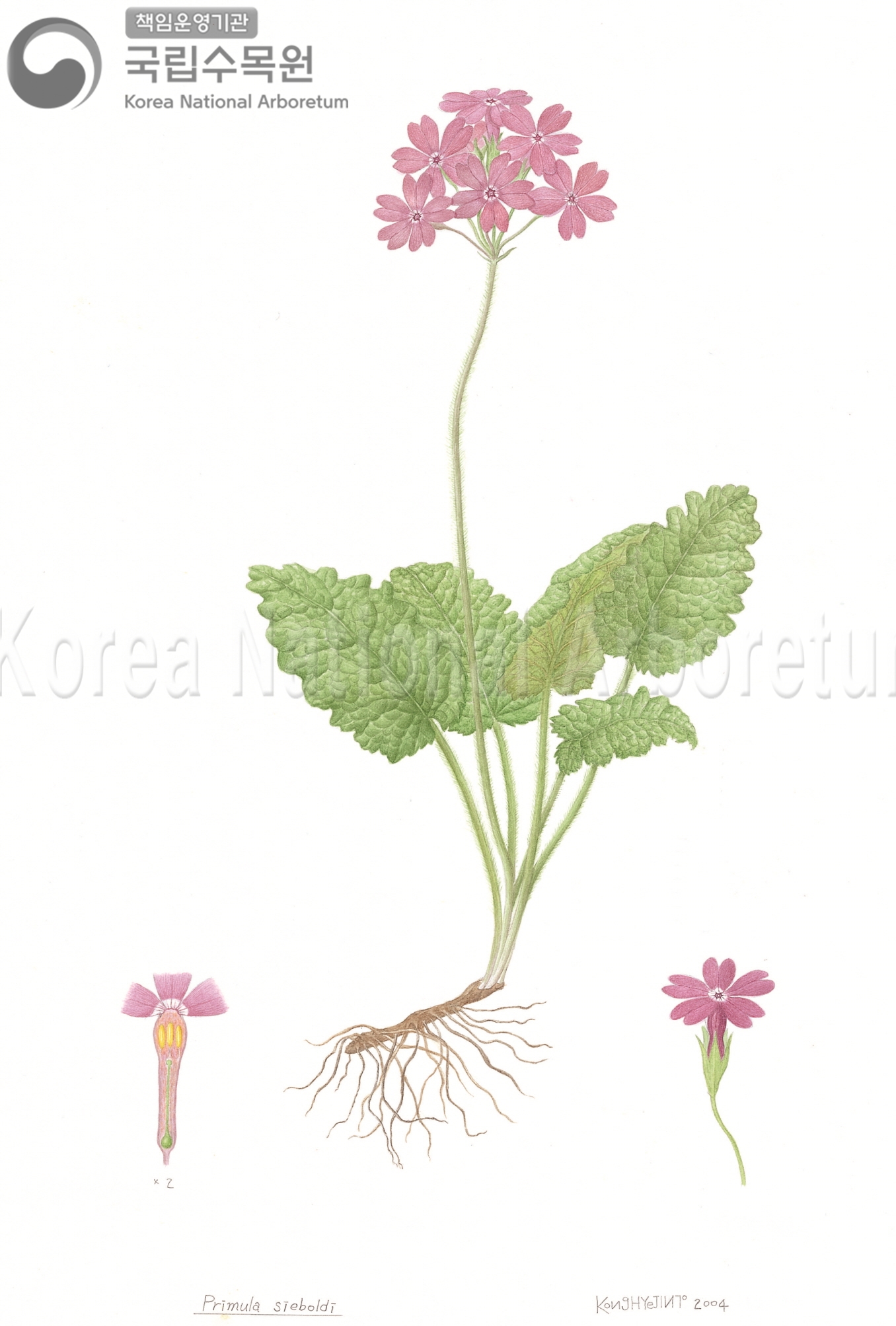 Plant Illustration Detailed View