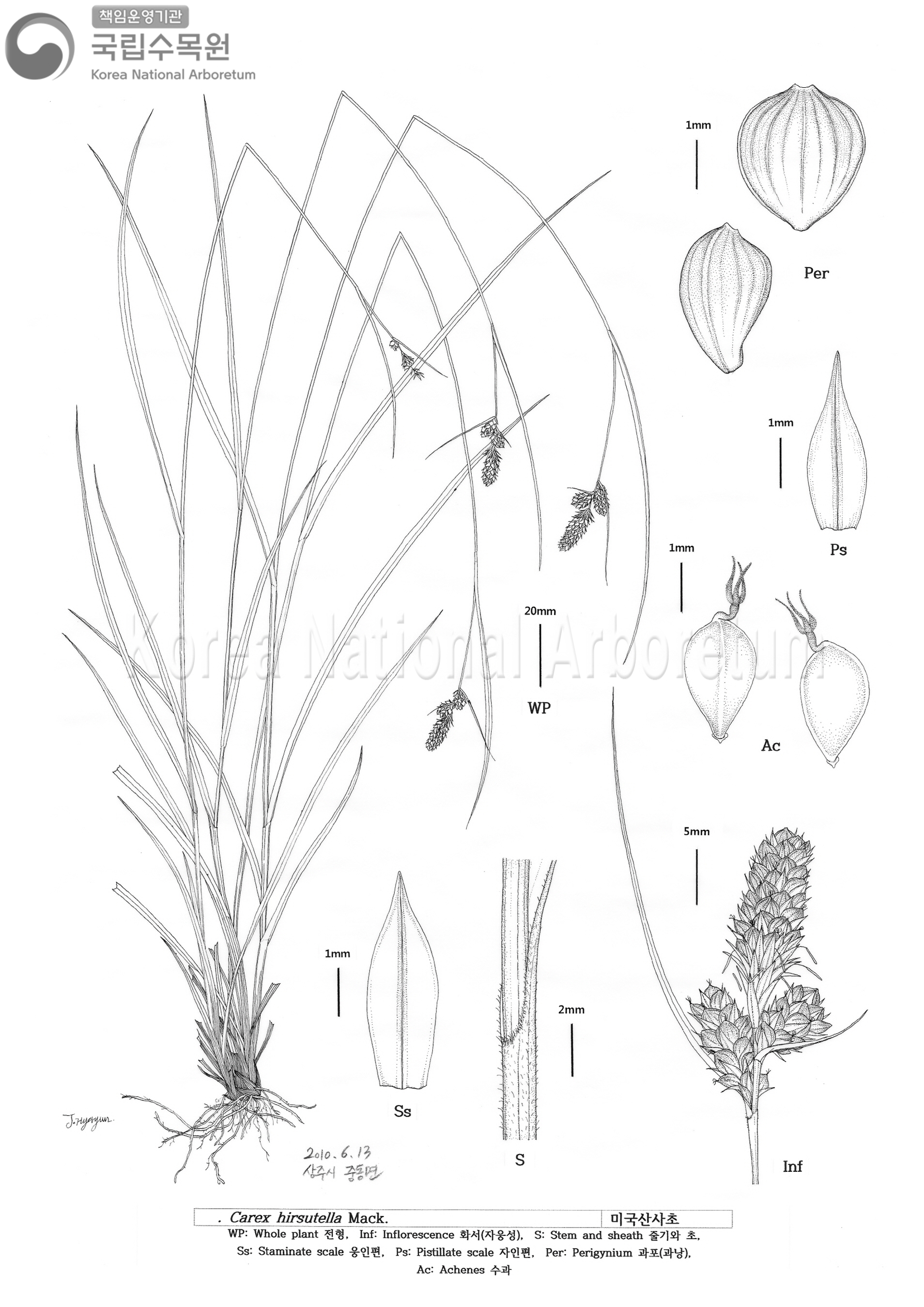 Plant Illustration Detailed View