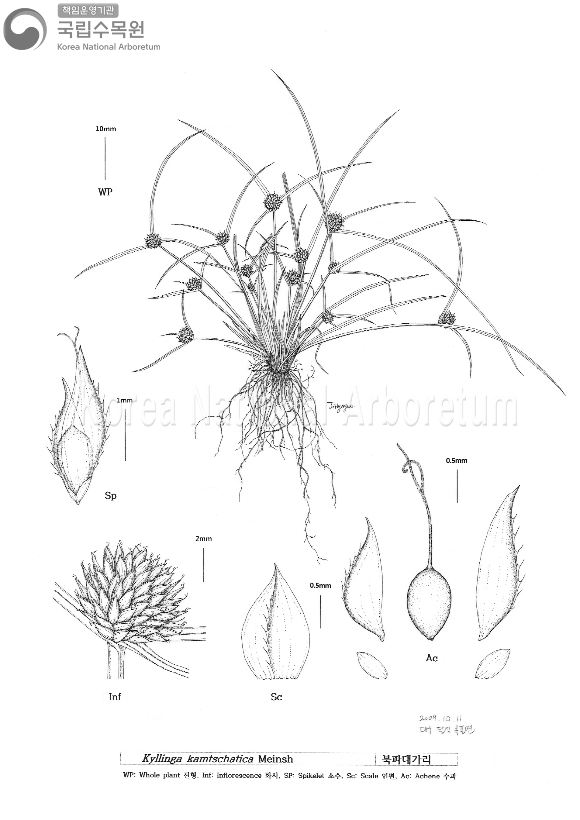 Plant Illustration Detailed View