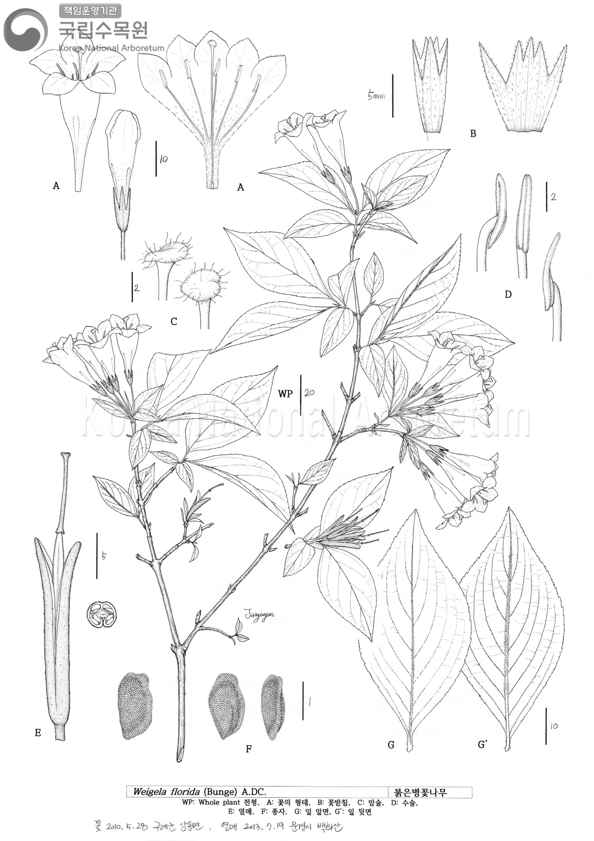 Plant Illustration Detailed View