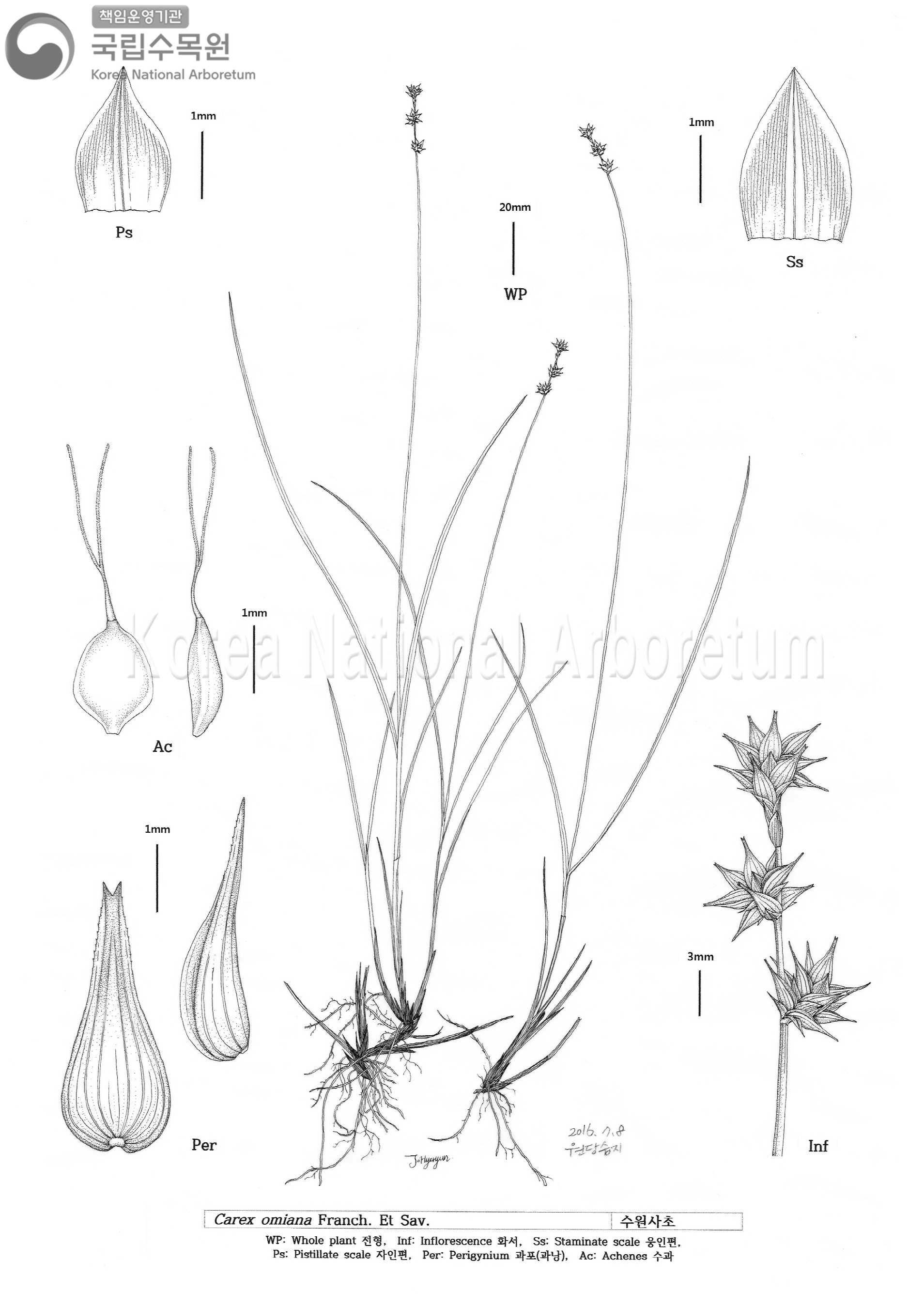 Plant Illustration Detailed View