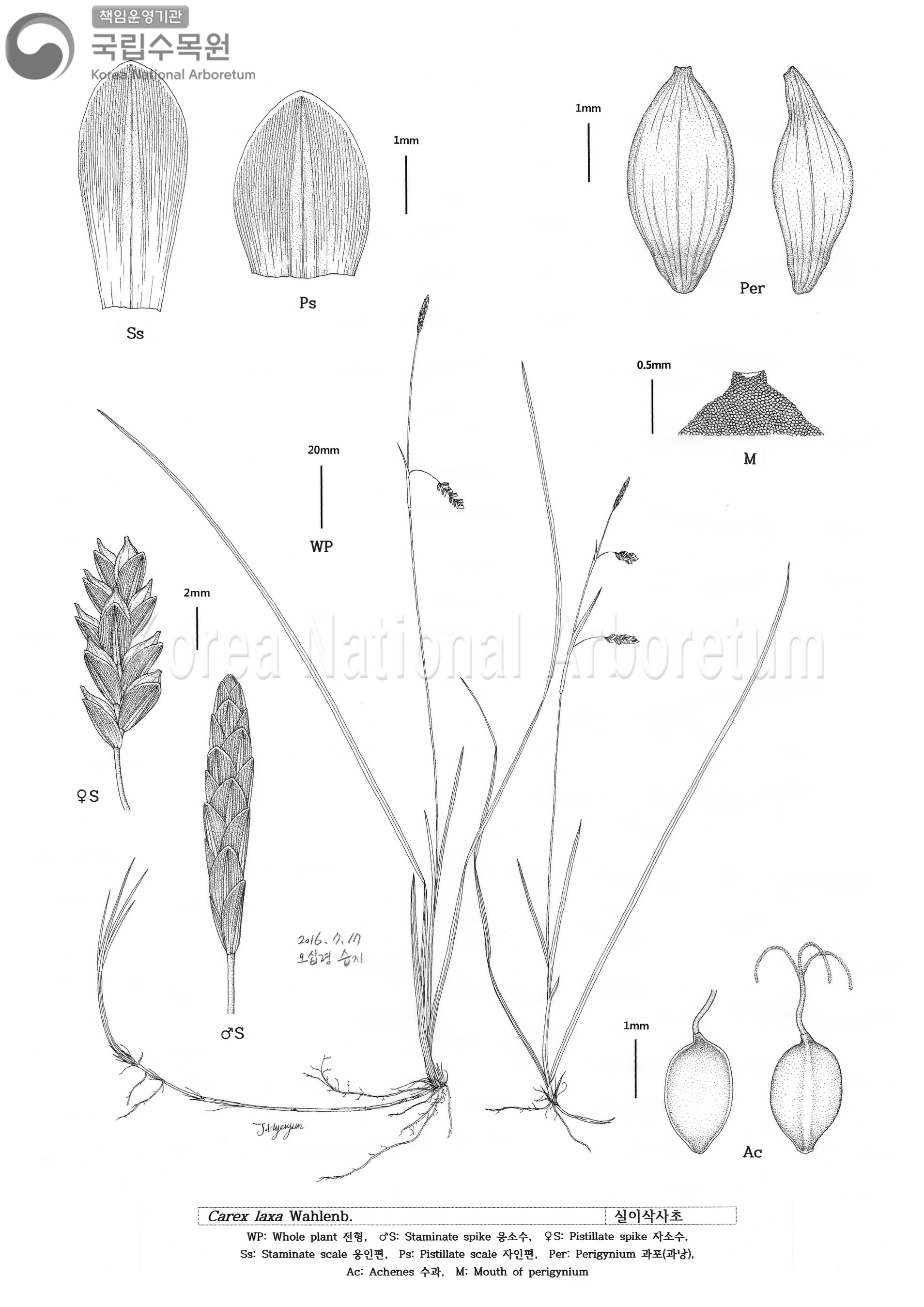 Plant Illustration Detailed View