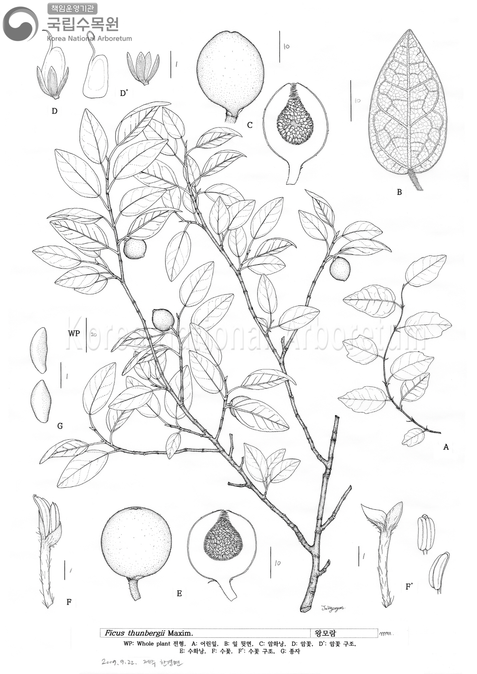 Plant Illustration Detailed View