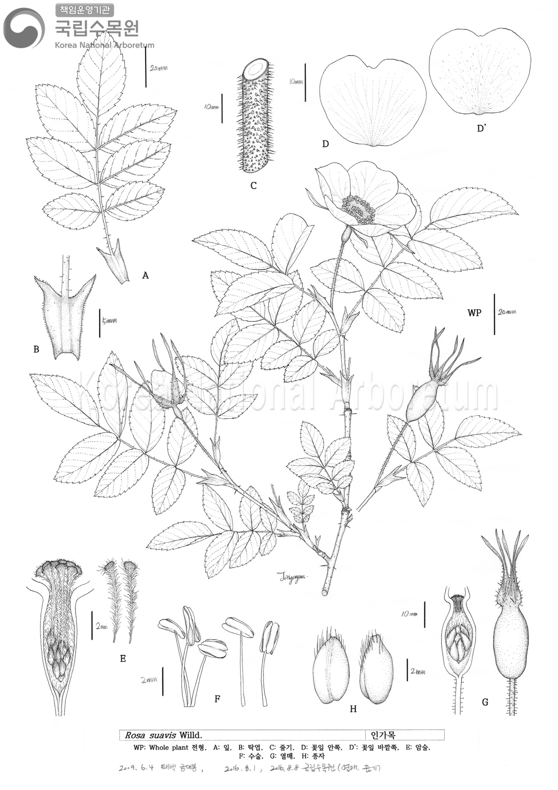 Plant Illustration Detailed View