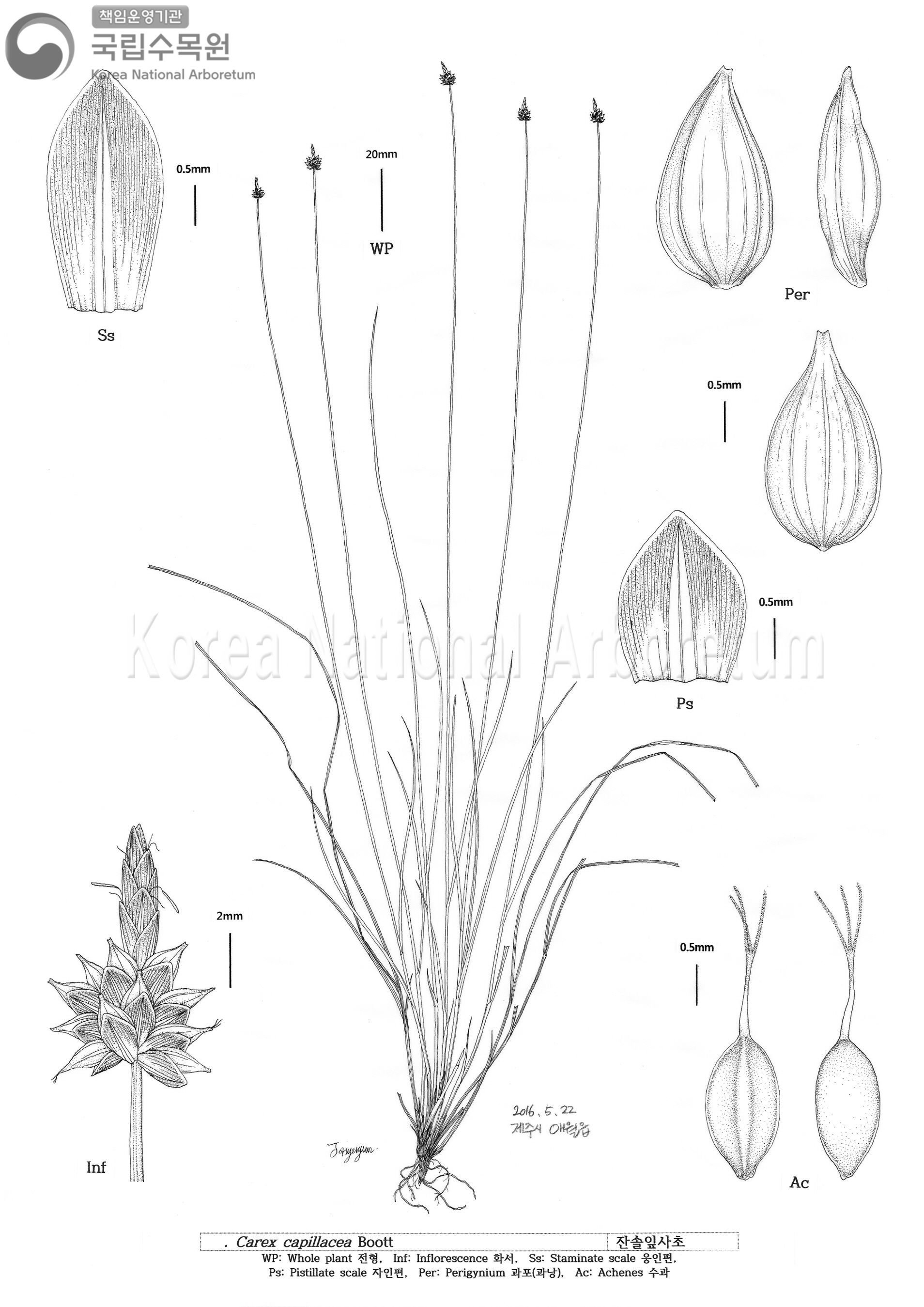 Plant Illustration Detailed View