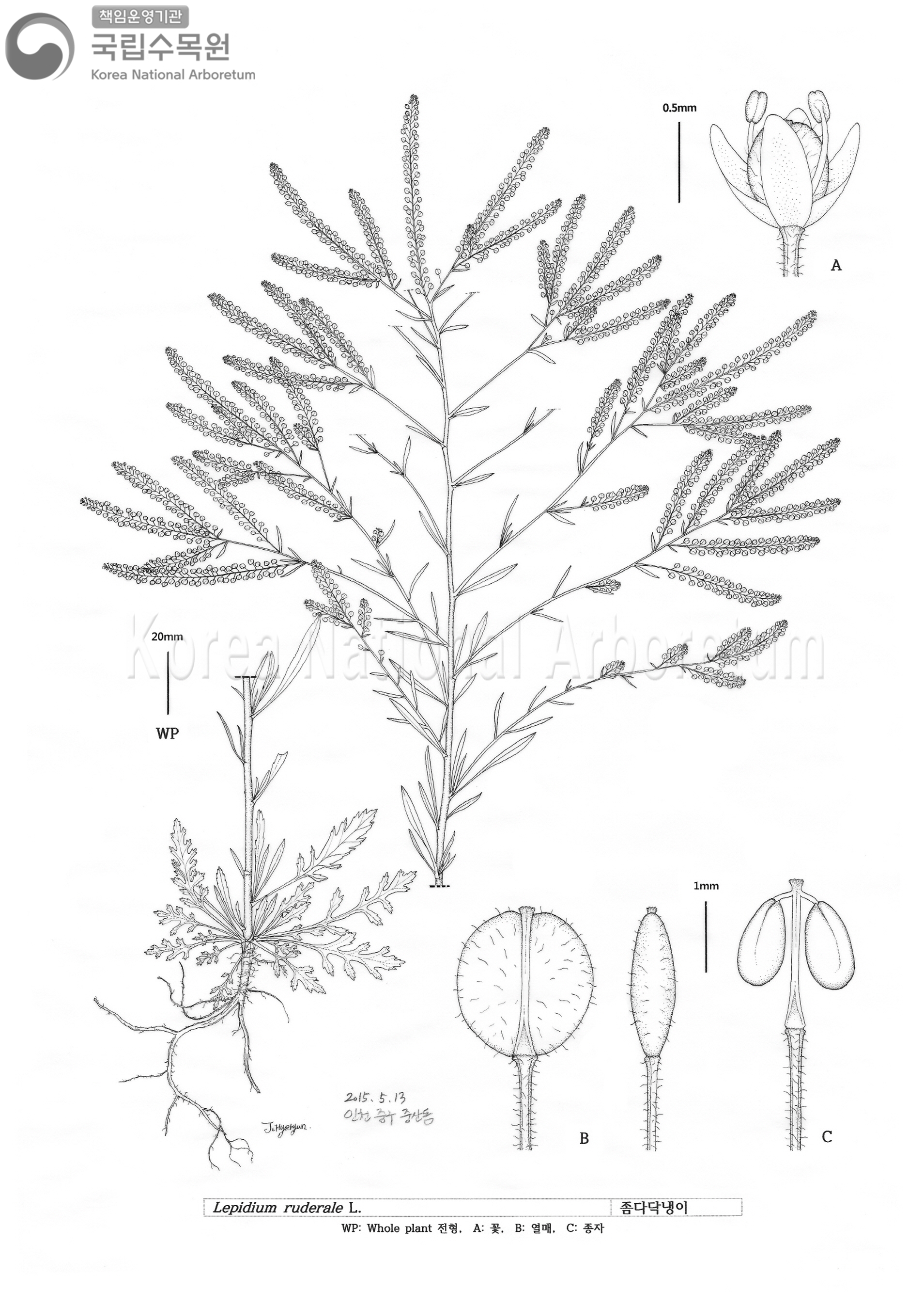 Plant Illustration Detailed View