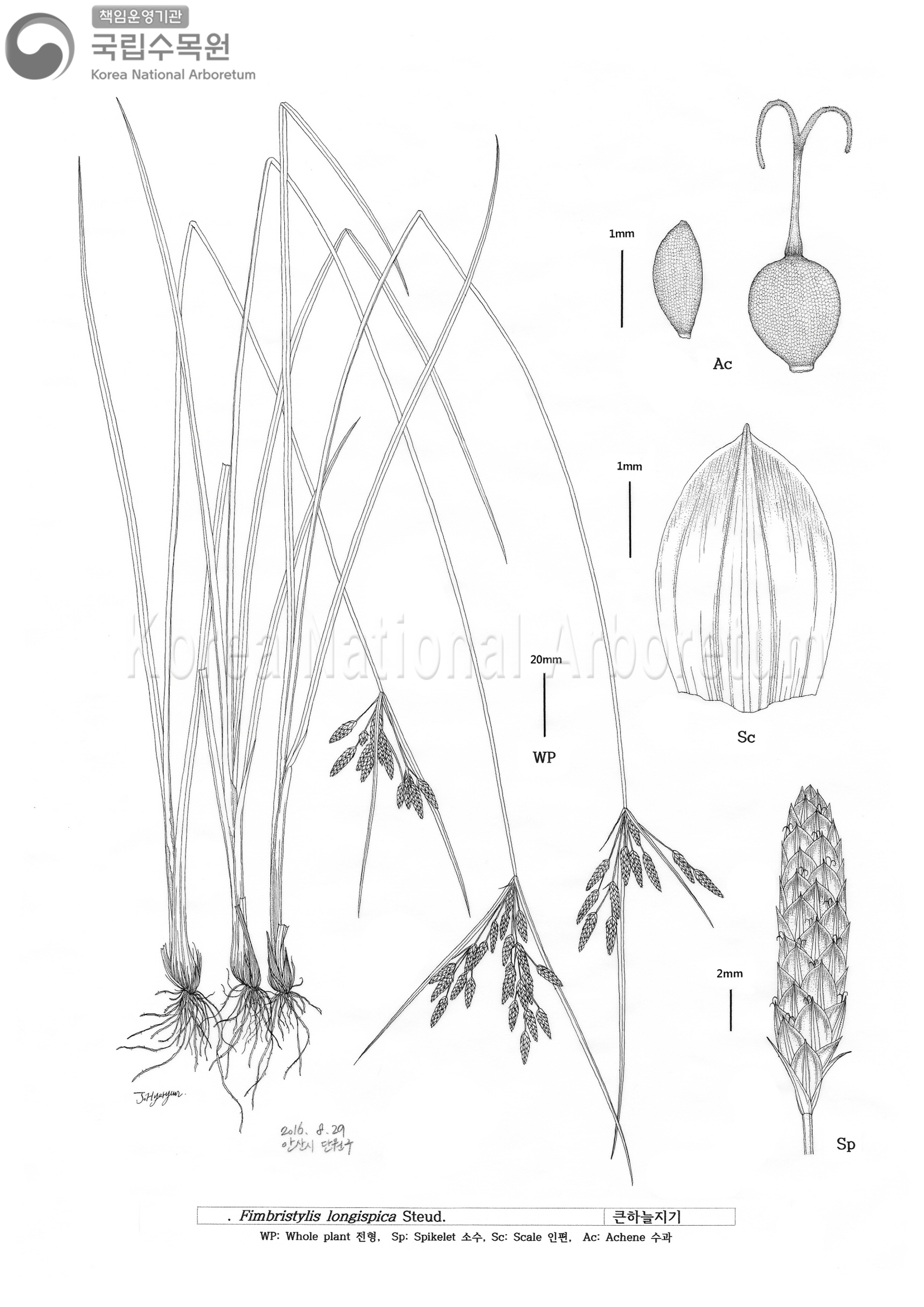 Plant Illustration Detailed View