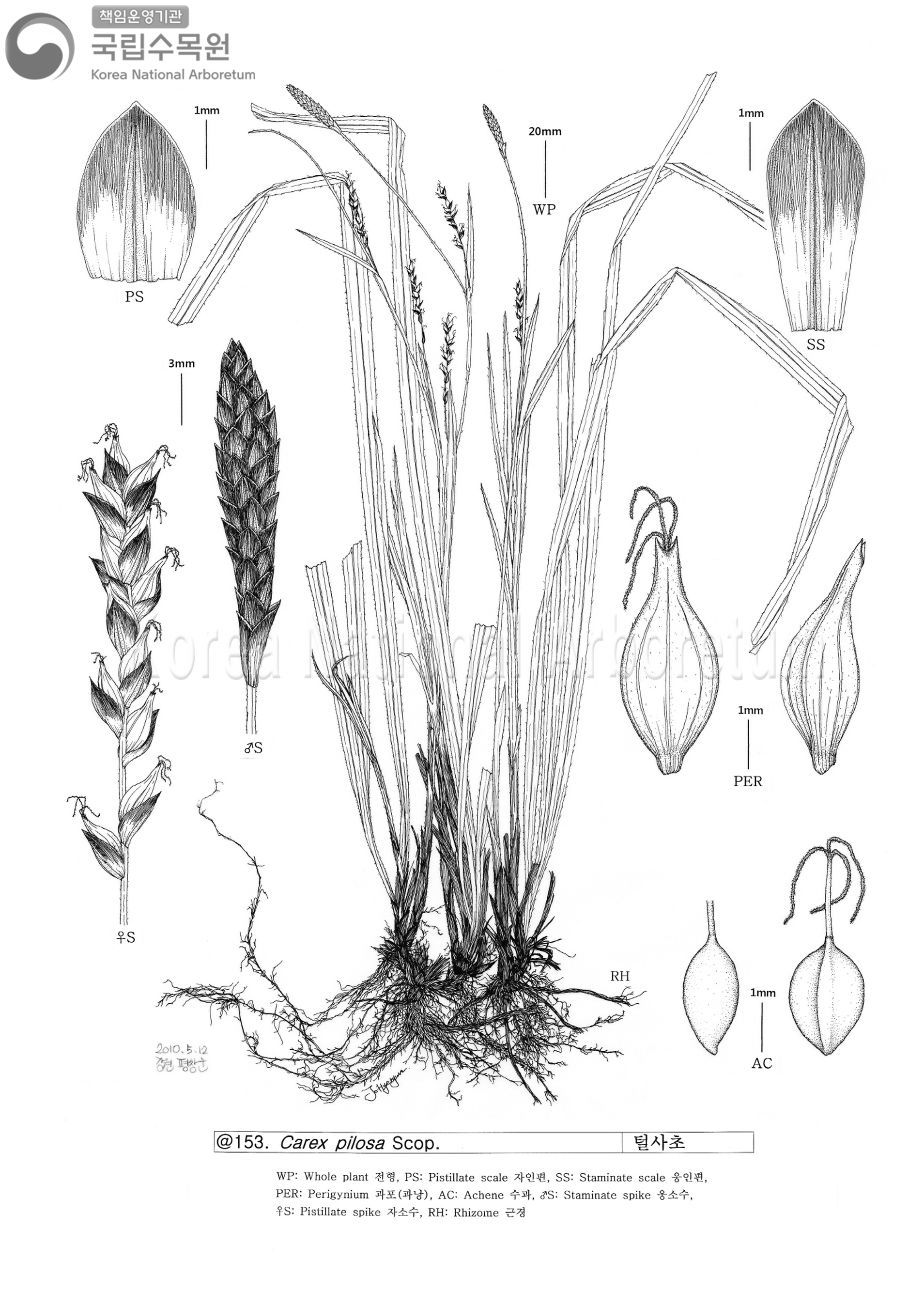 Plant Illustration Detailed View