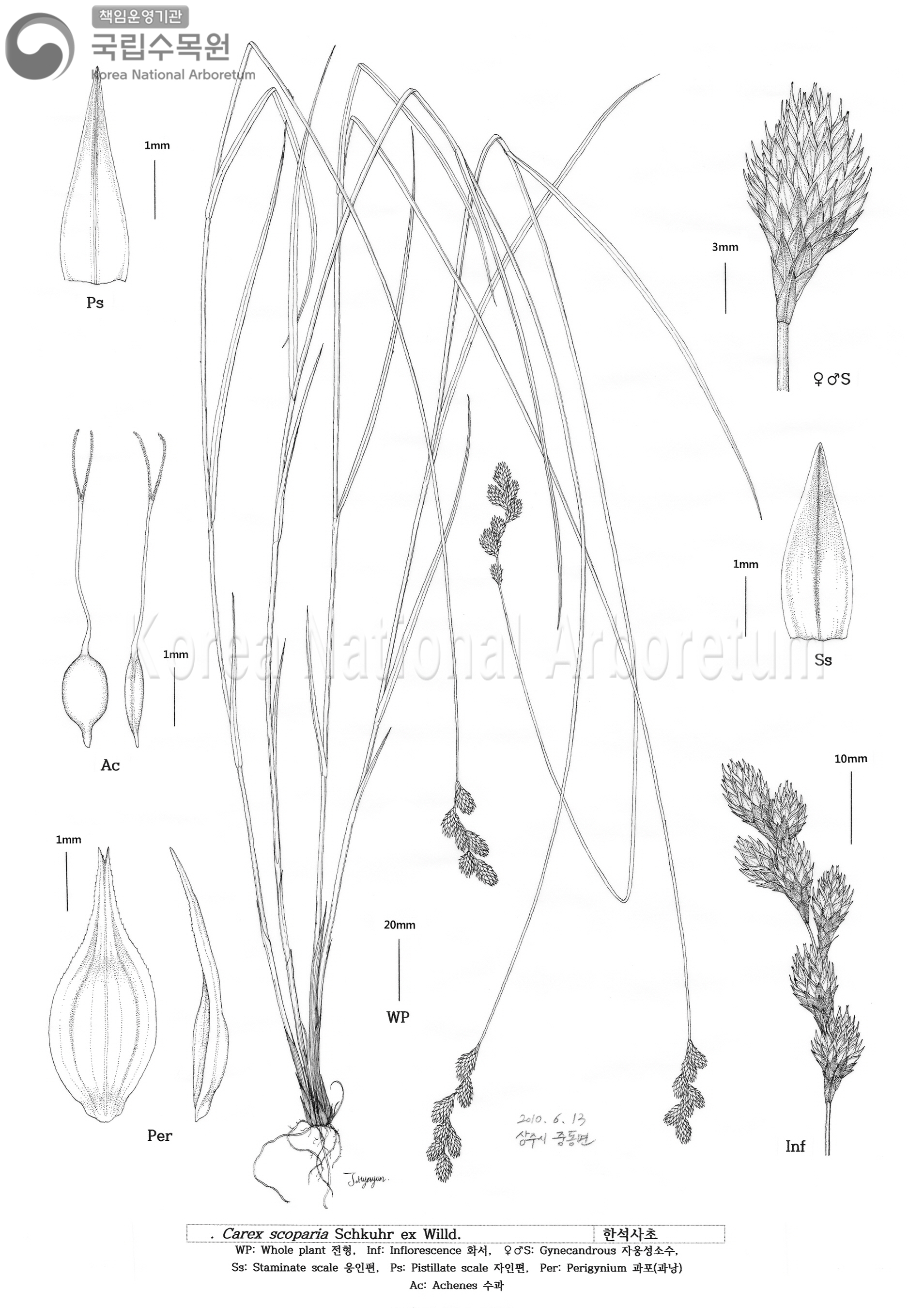 Plant Illustration Detailed View