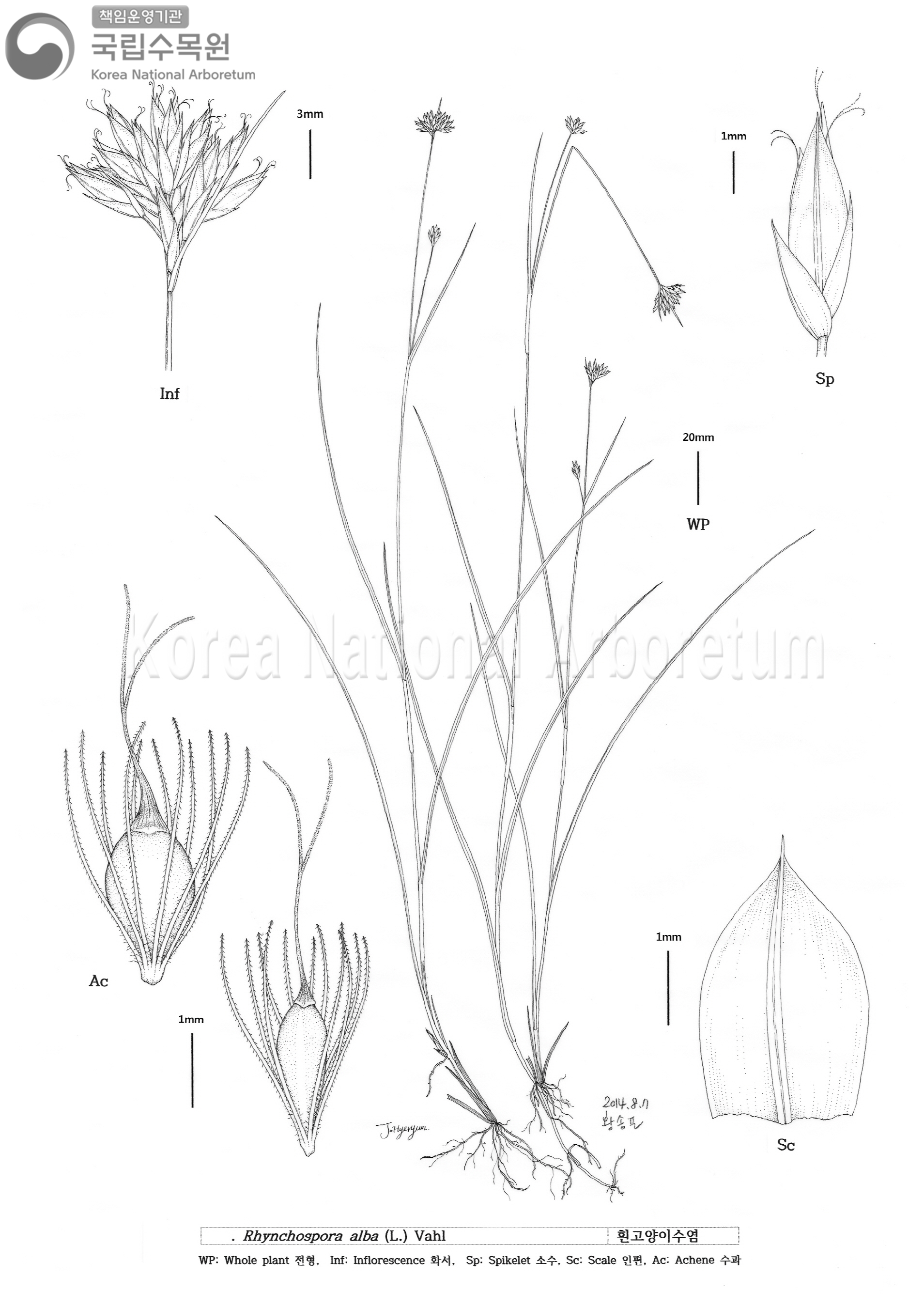 Plant Illustration Detailed View