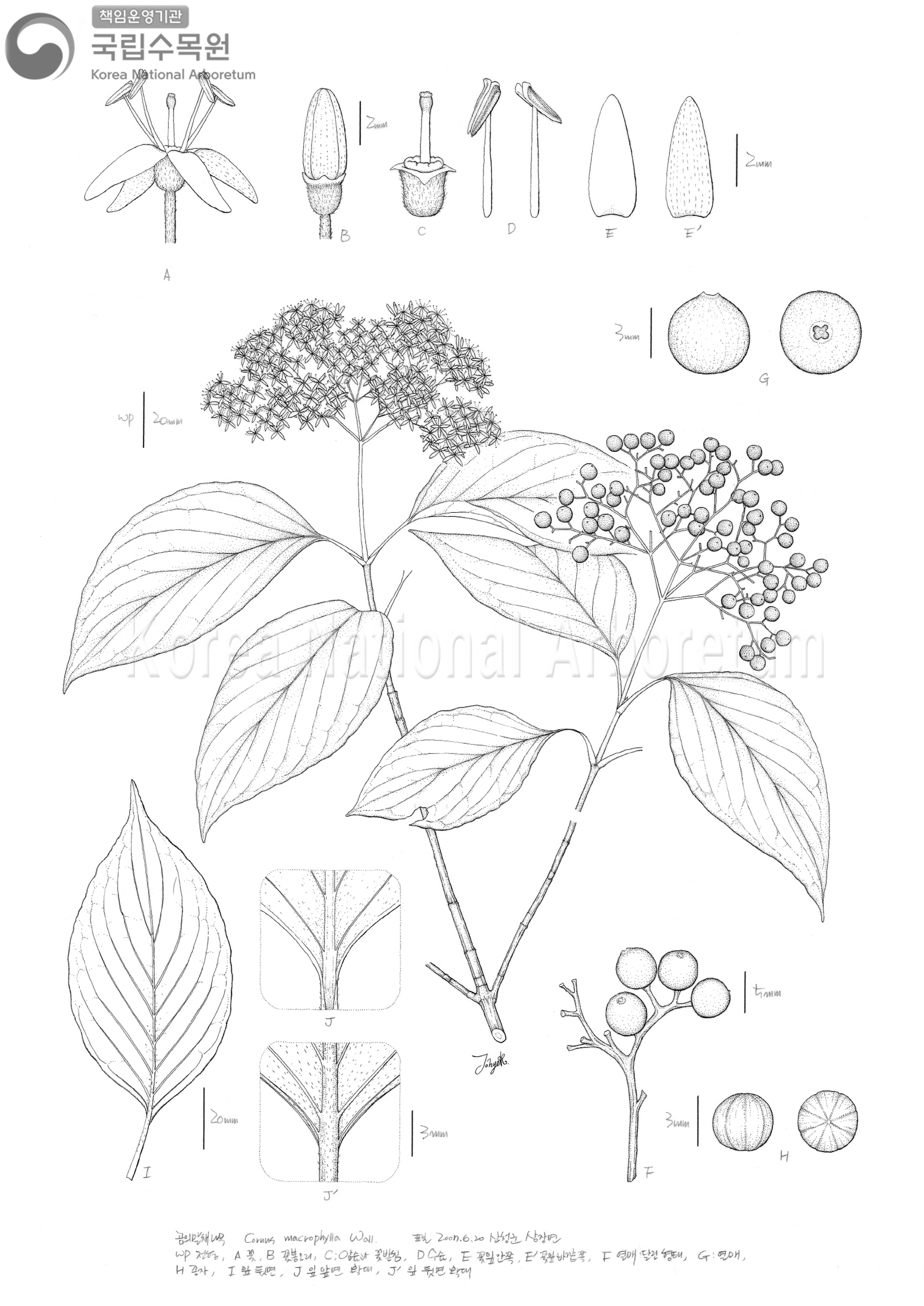 Plant Illustration Detailed View