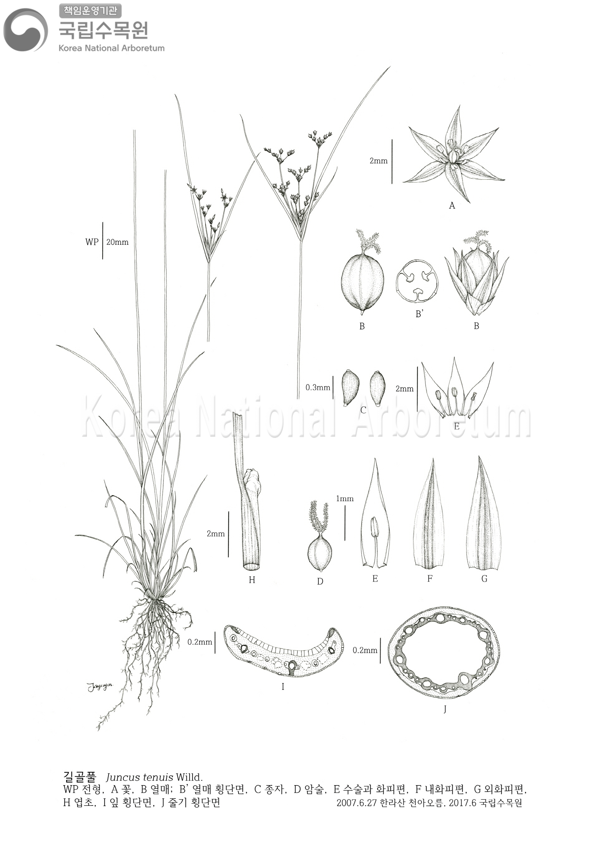 Plant Illustration Detailed View