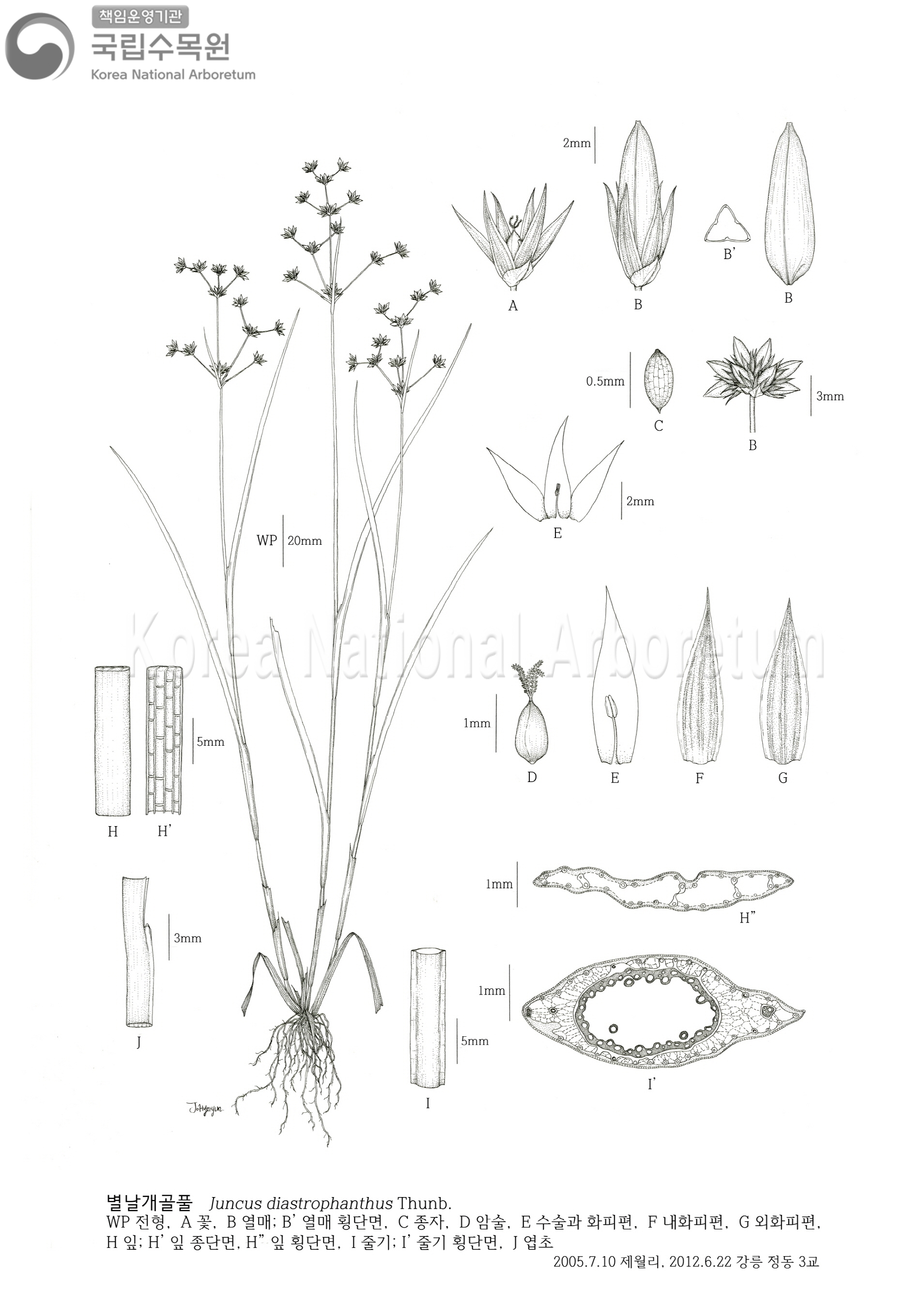 Plant Illustration Detailed View