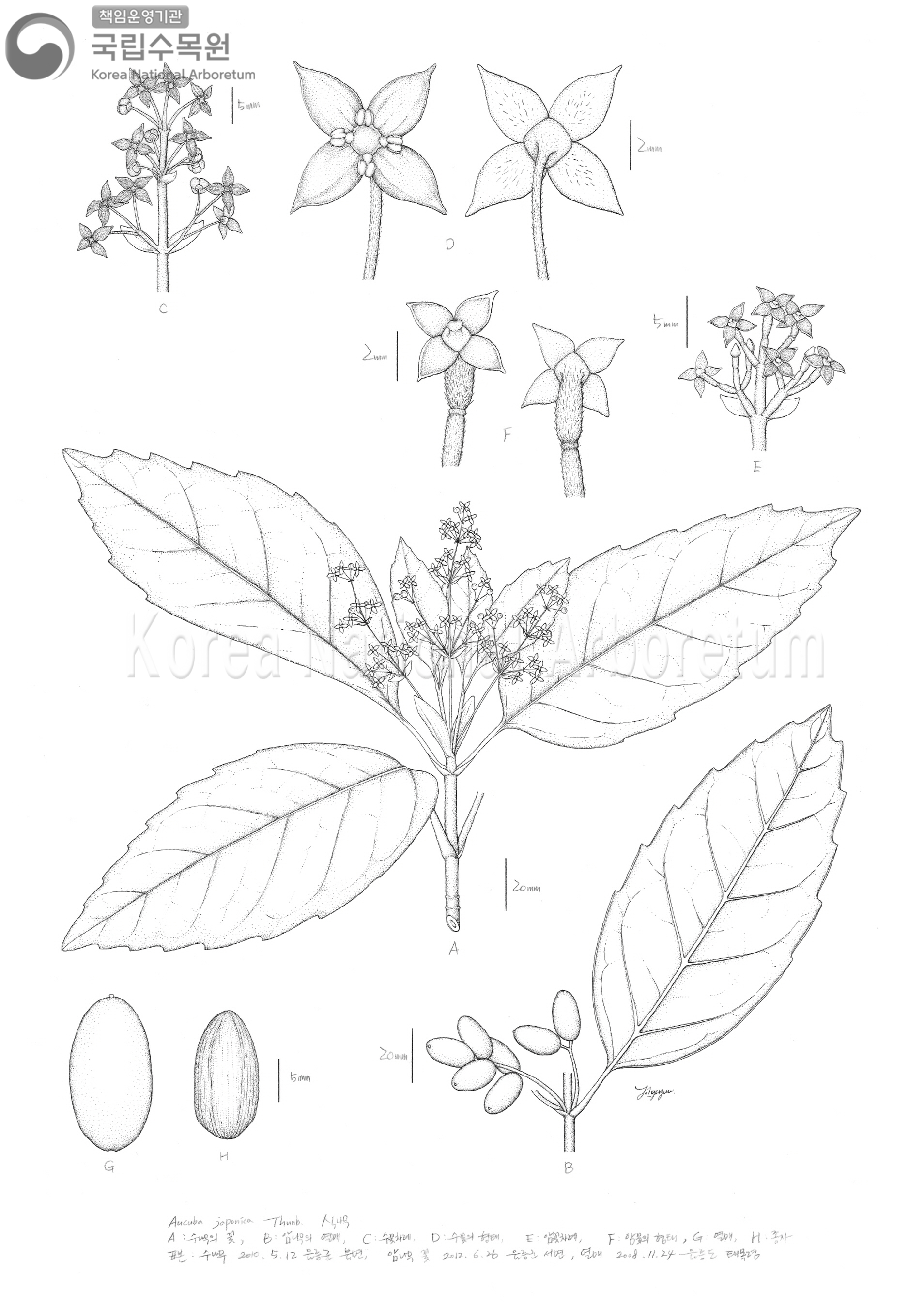 Plant Illustration Detailed View