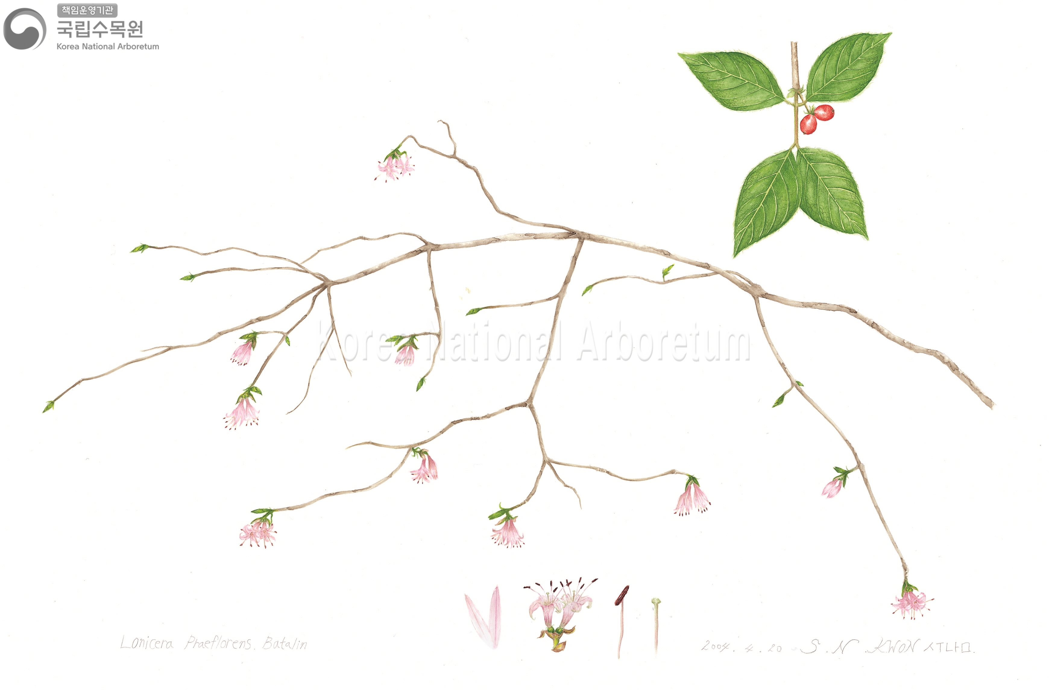 Plant Illustration Detailed View