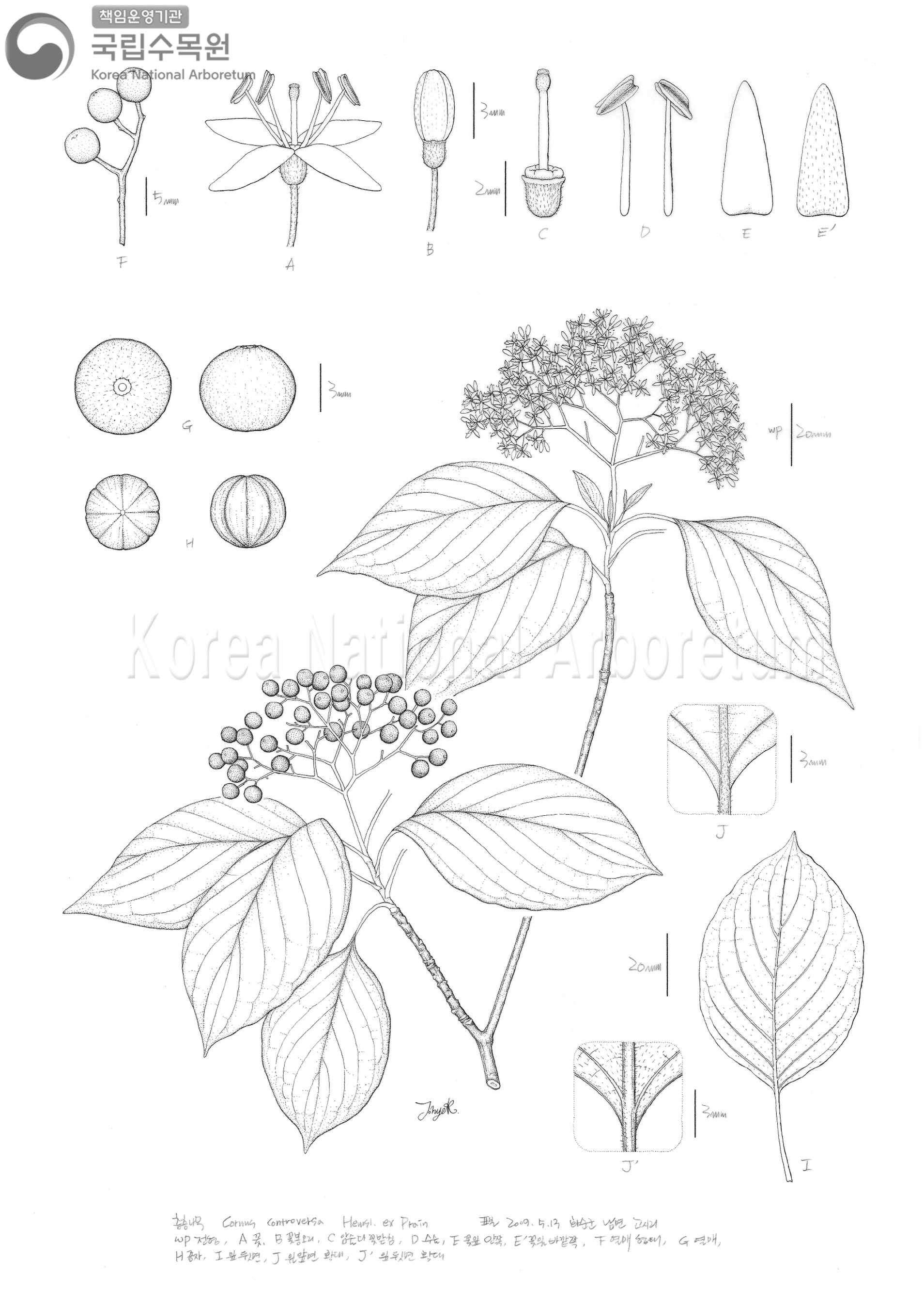 Plant Illustration Detailed View