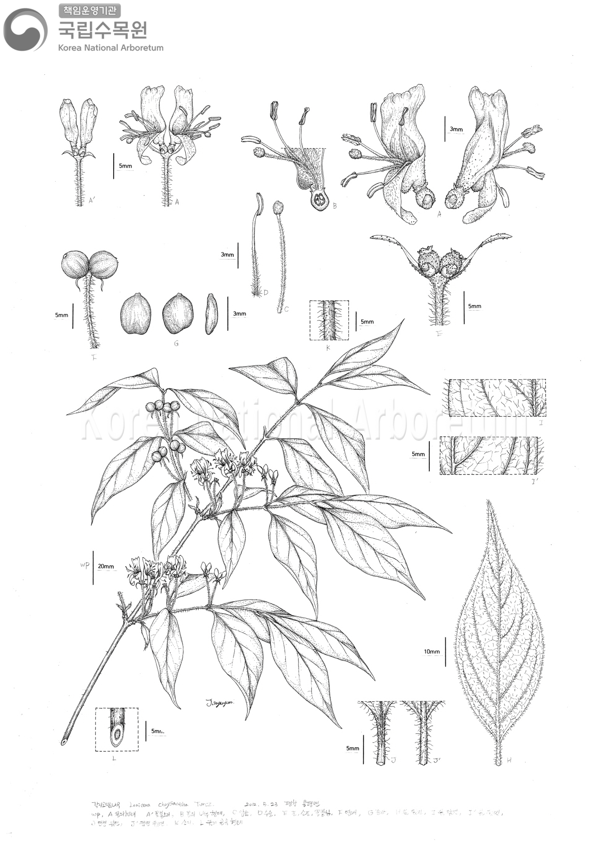 Plant Illustration Detailed View