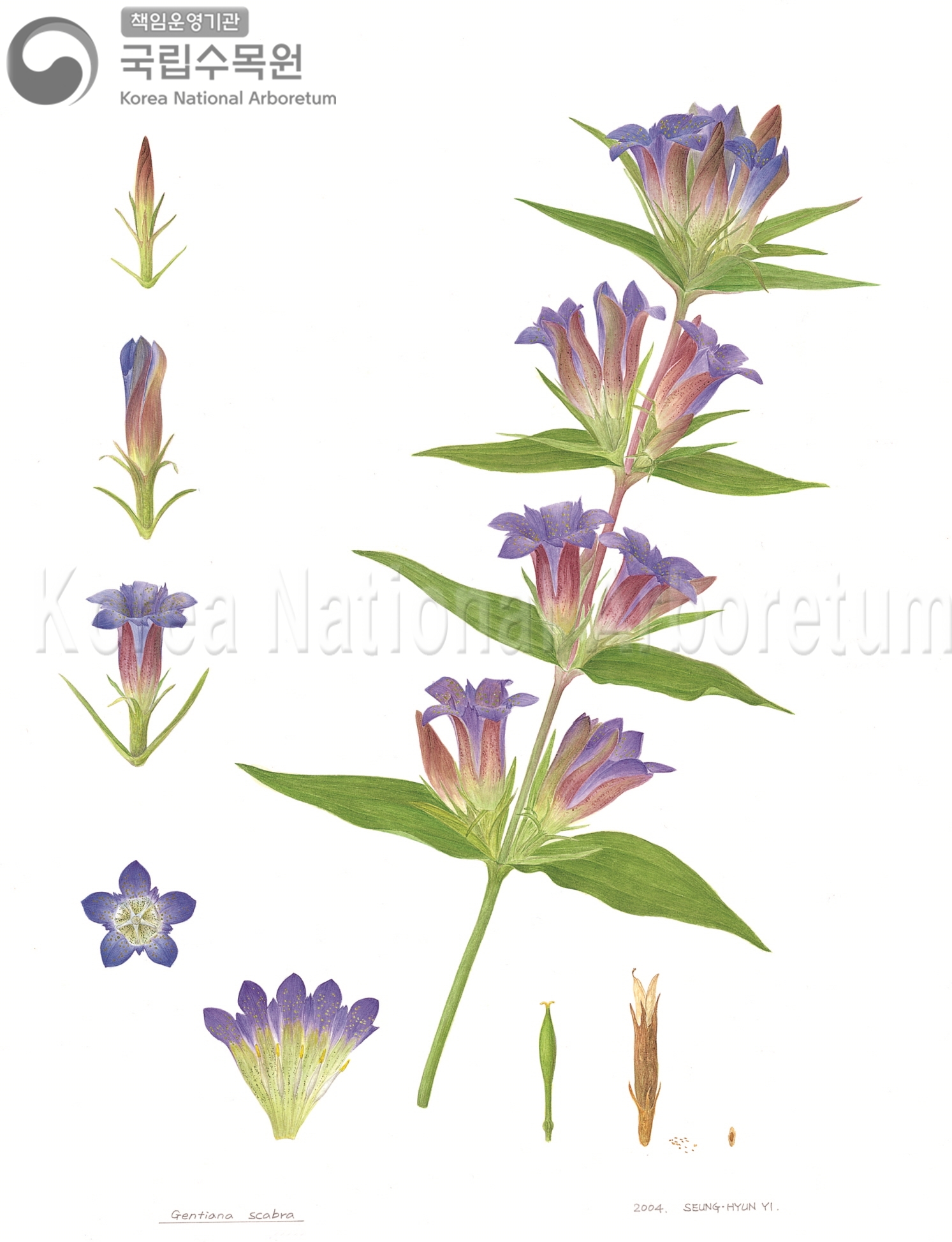 Plant Illustration Detailed View