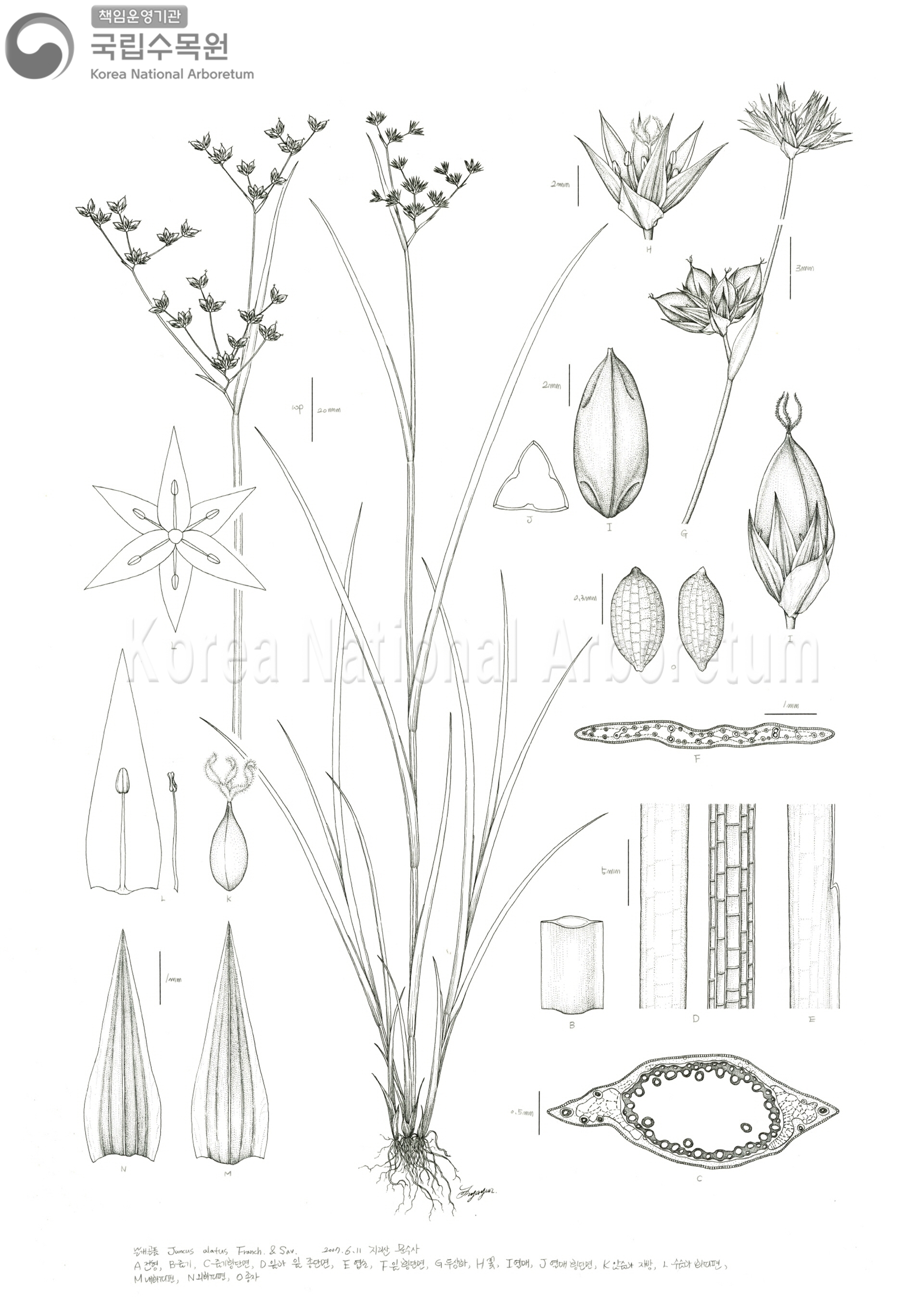 Plant Illustration Detailed View