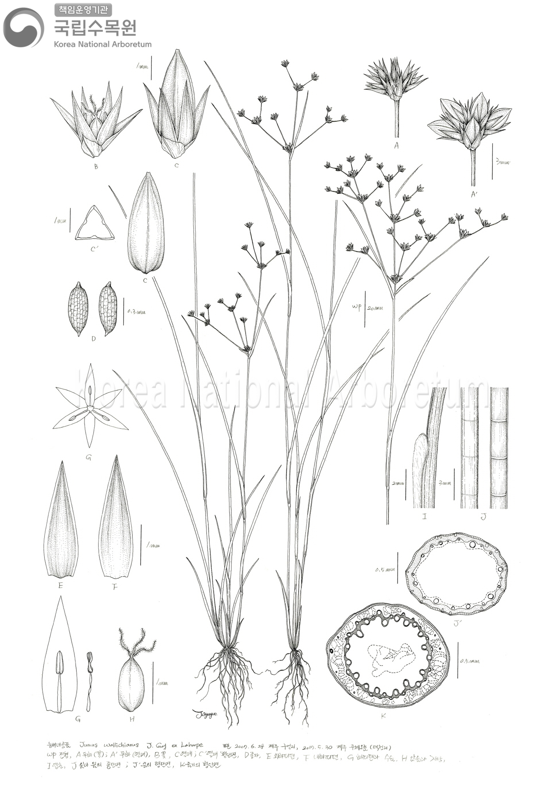 Plant Illustration Detailed View