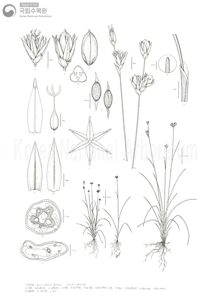 Plant Illustration Detailed View