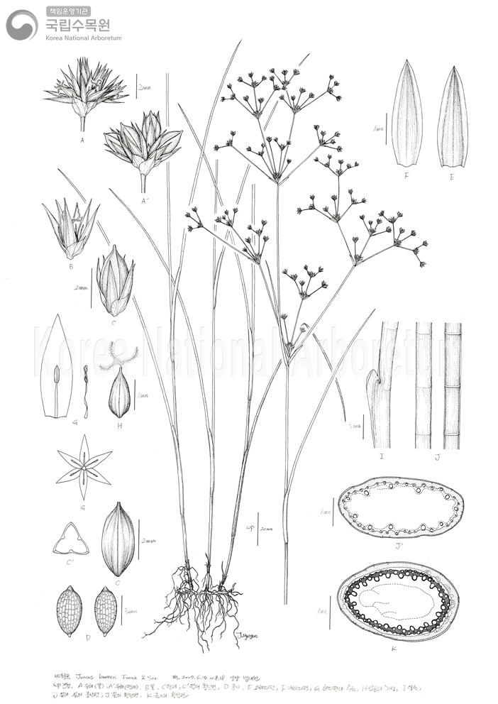 Plant Illustration Detailed View