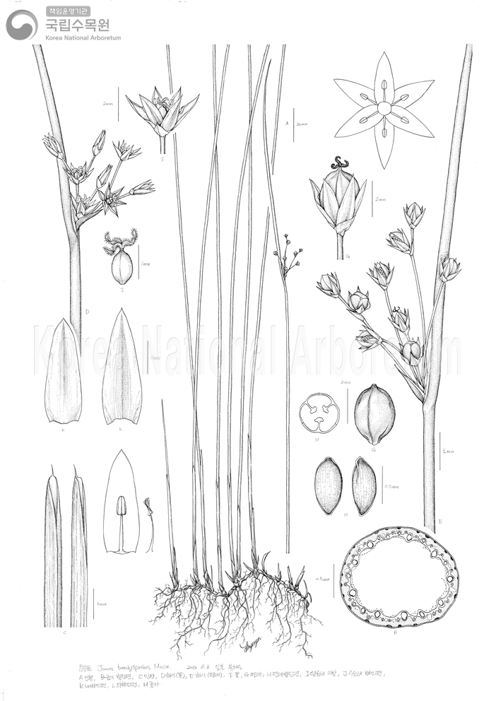 Plant Illustration Detailed View