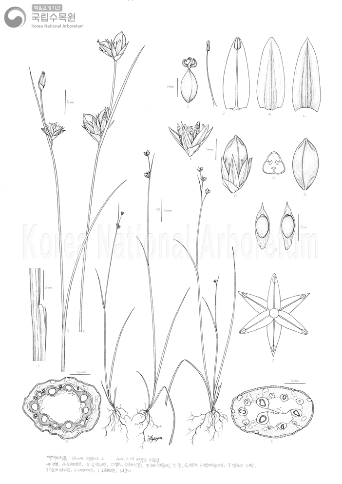 Plant Illustration Detailed View