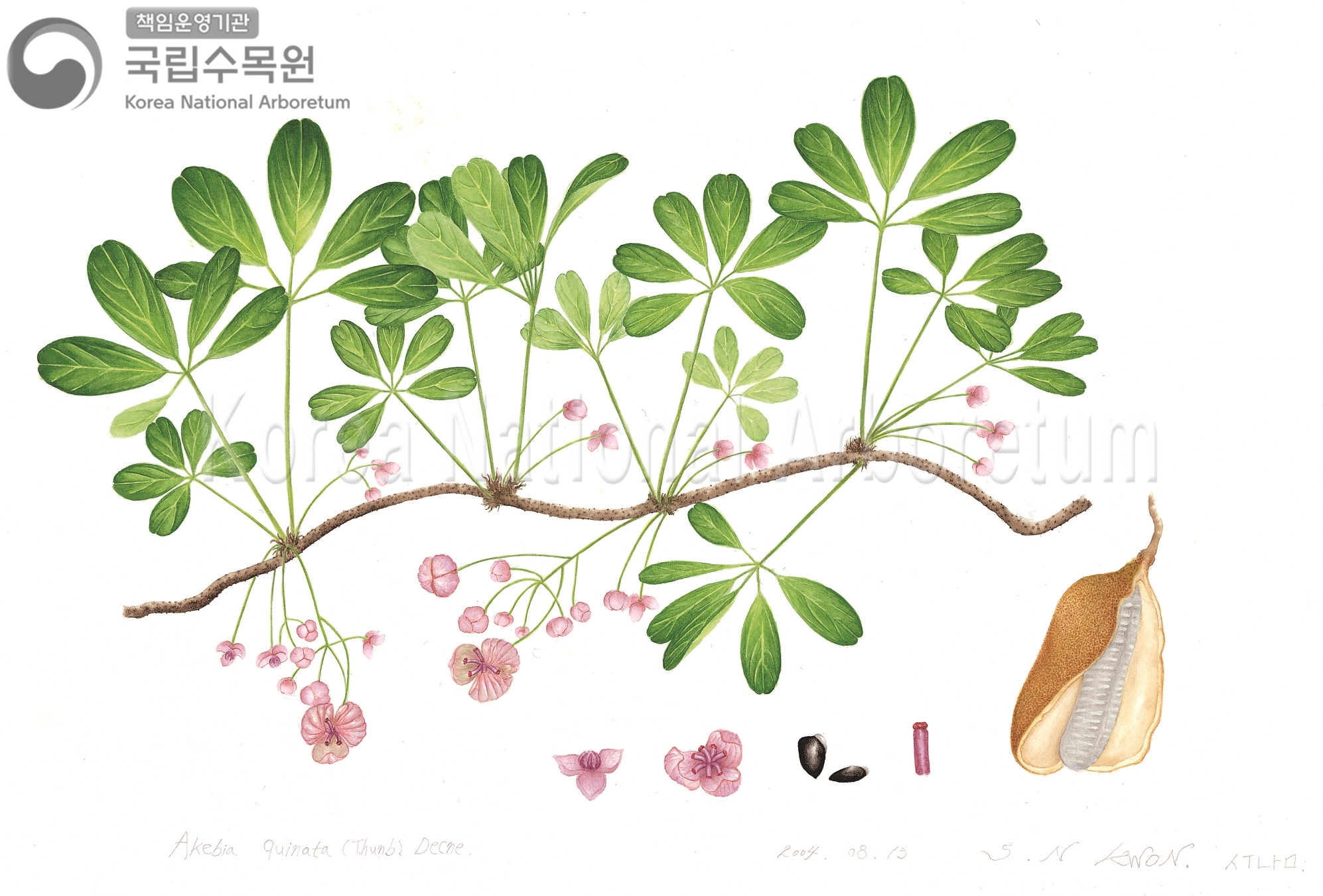 Plant Illustration Detailed View