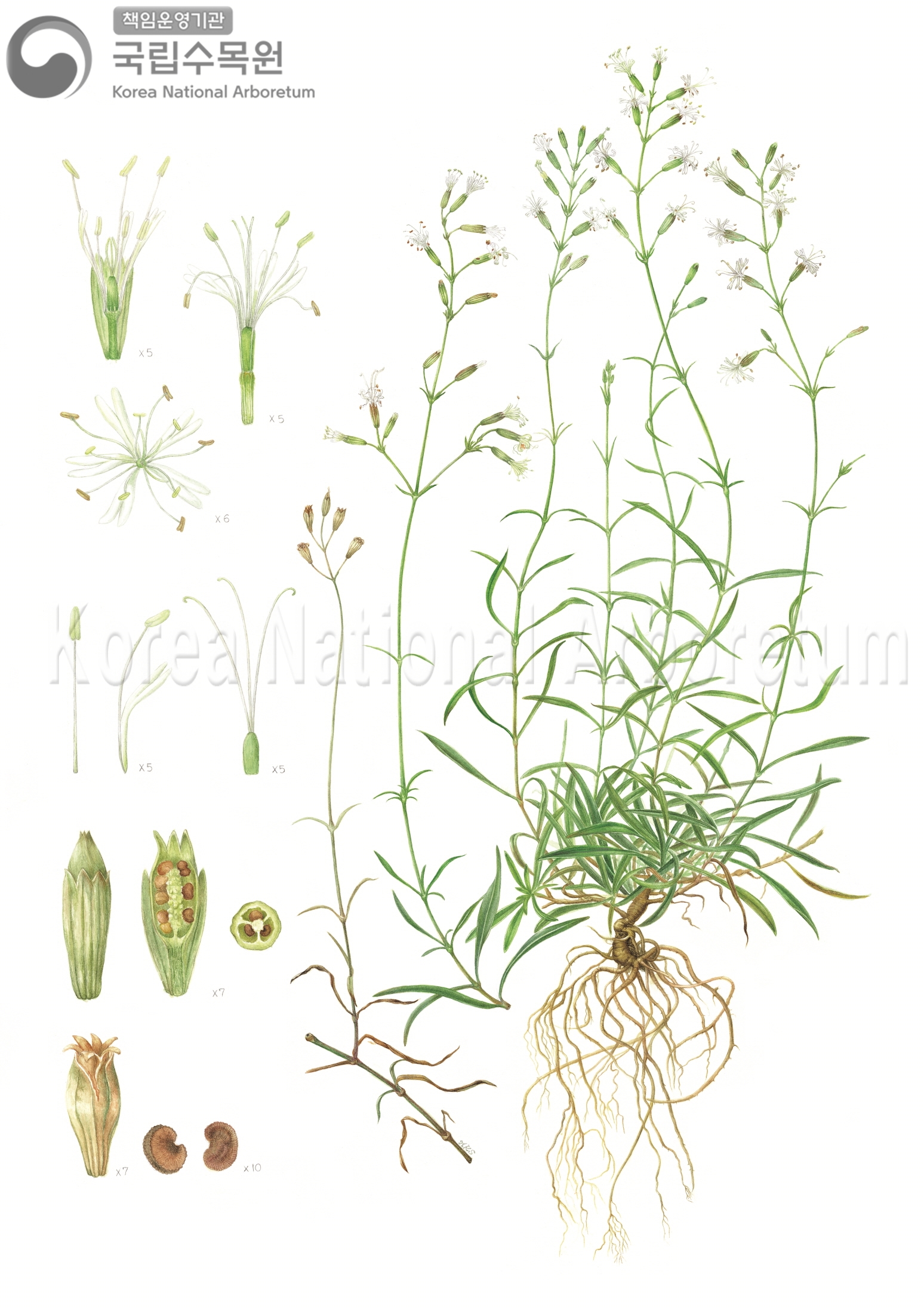 Plant Illustration Detailed View