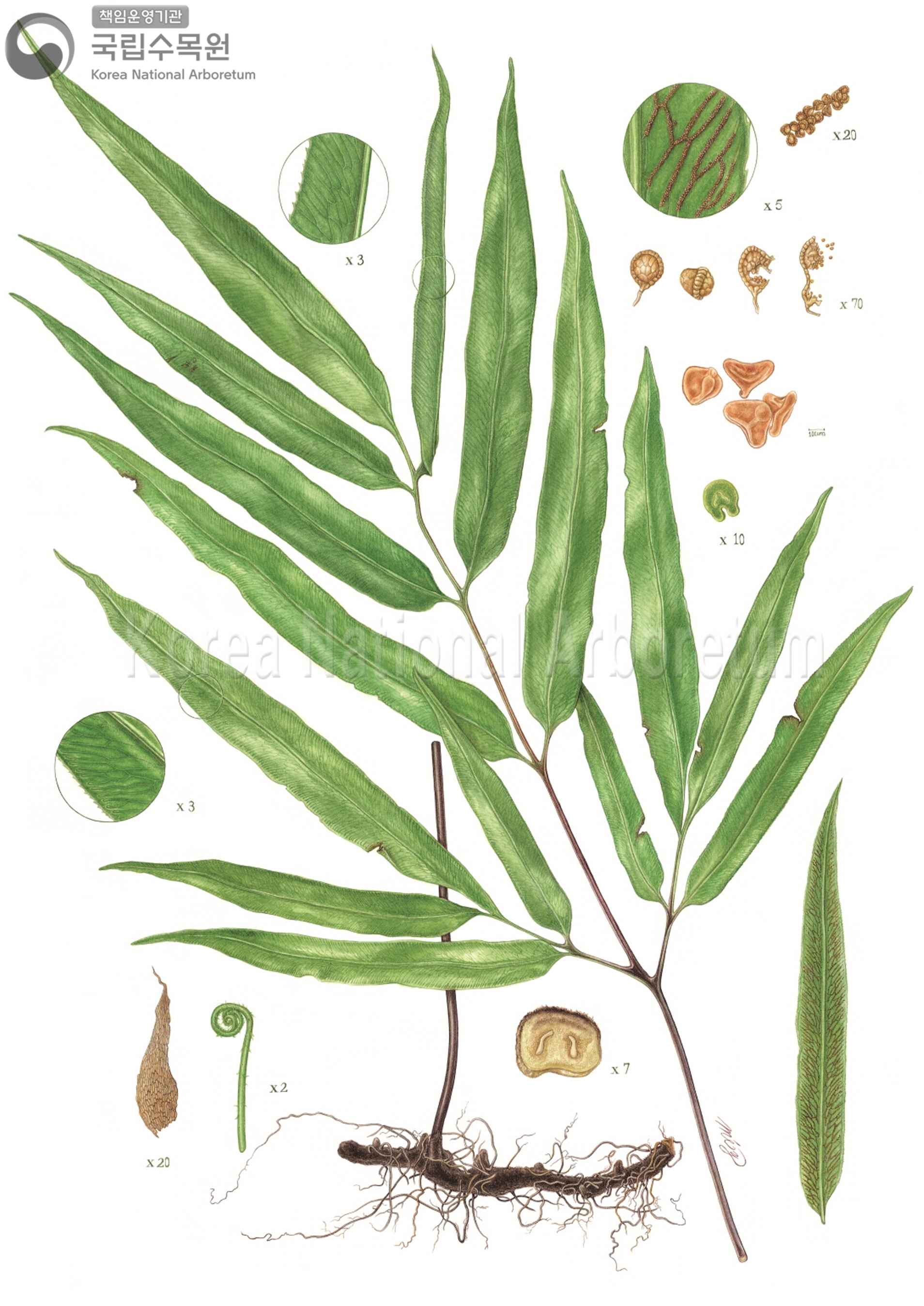 Plant Illustration Detailed View