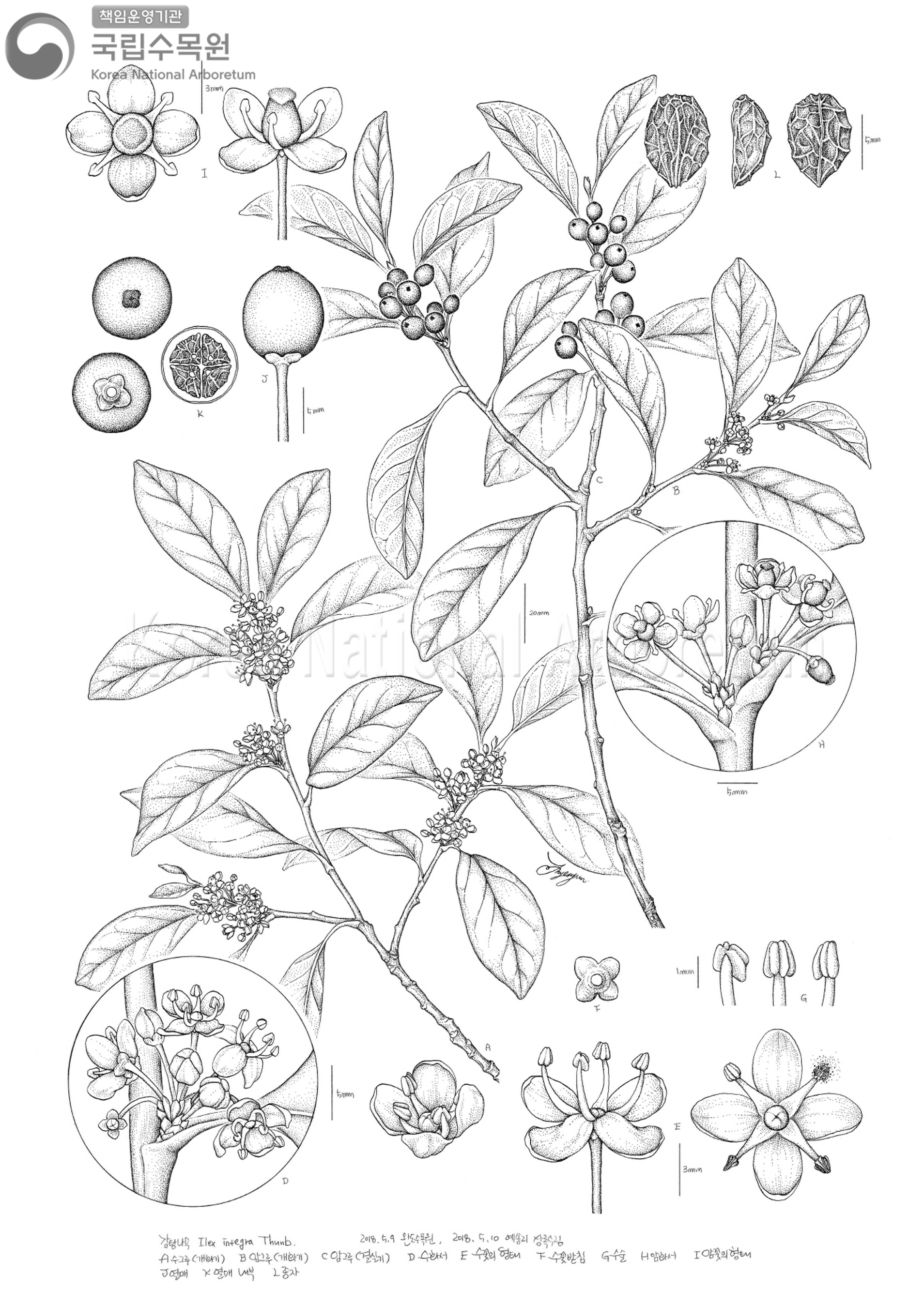 Plant Illustration Detailed View