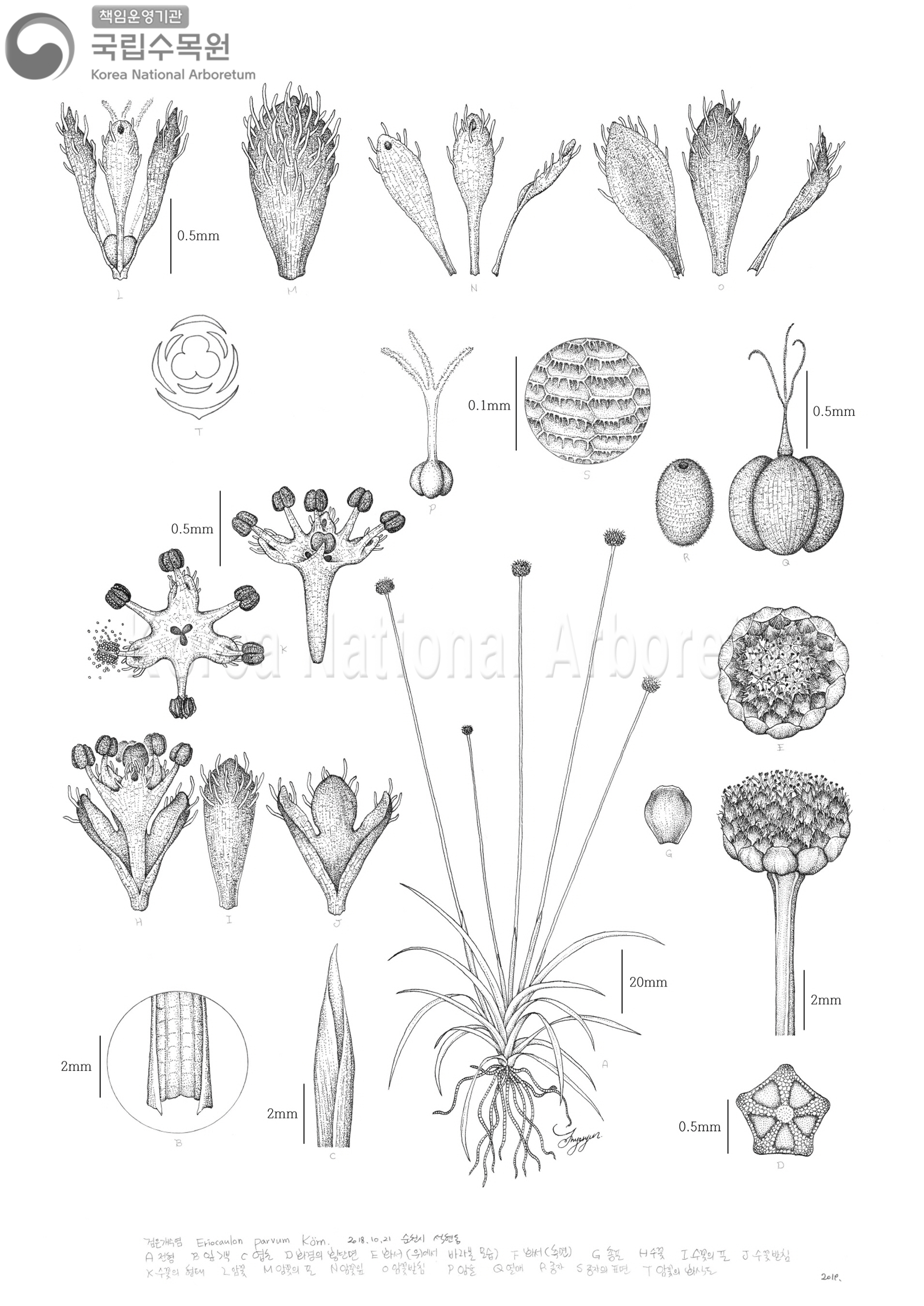 Plant Illustration Detailed View