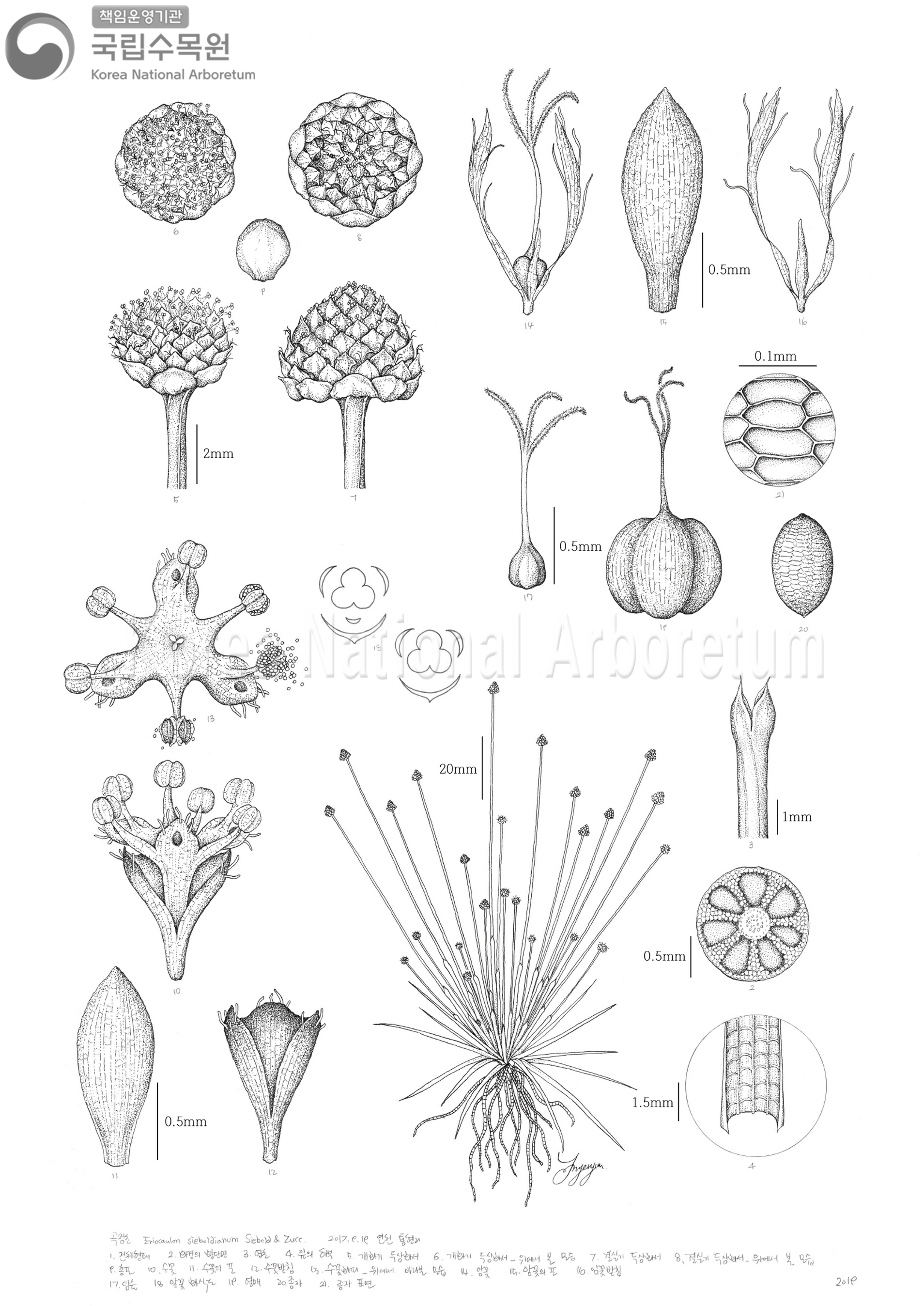 Plant Illustration Detailed View