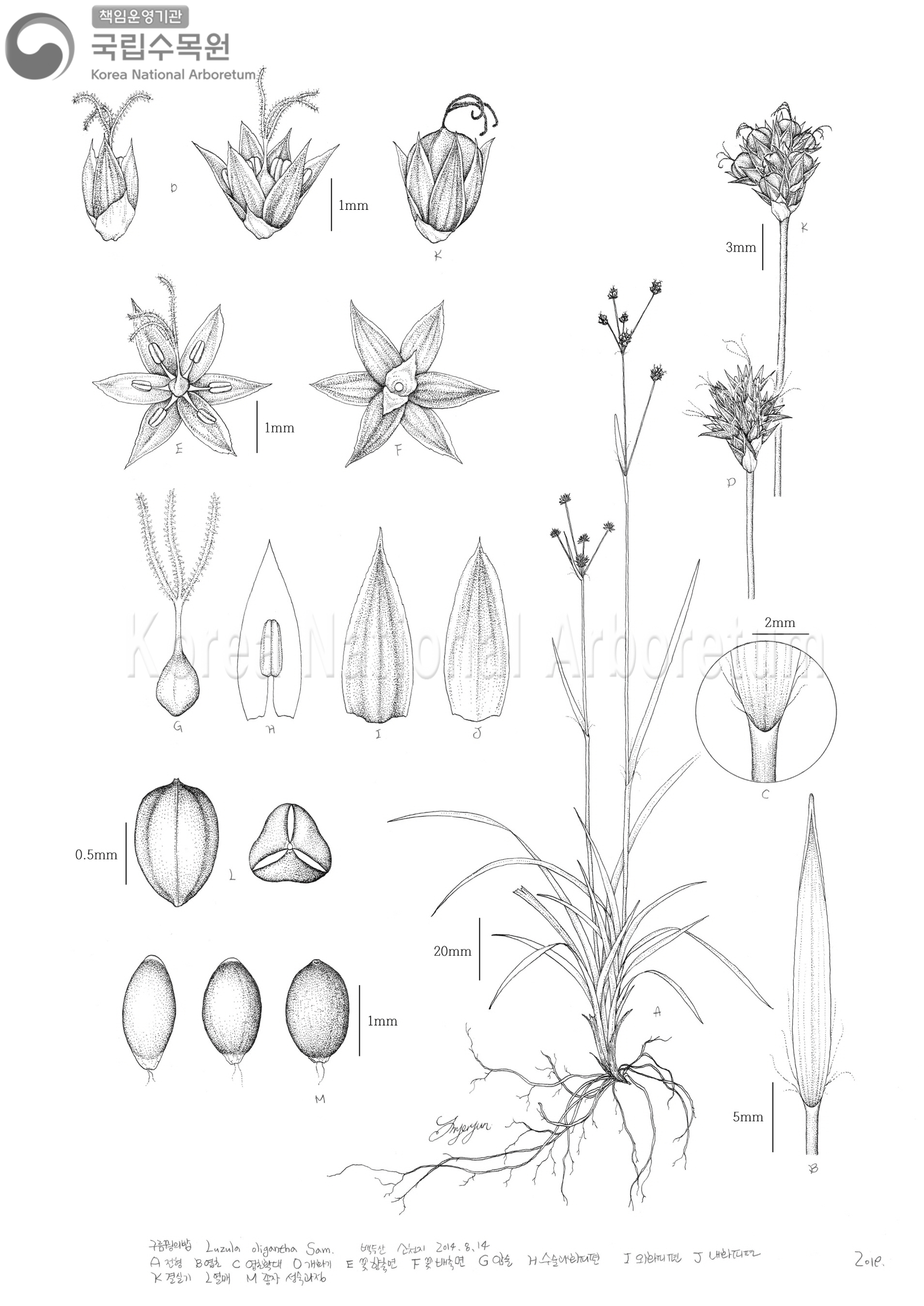 Plant Illustration Detailed View