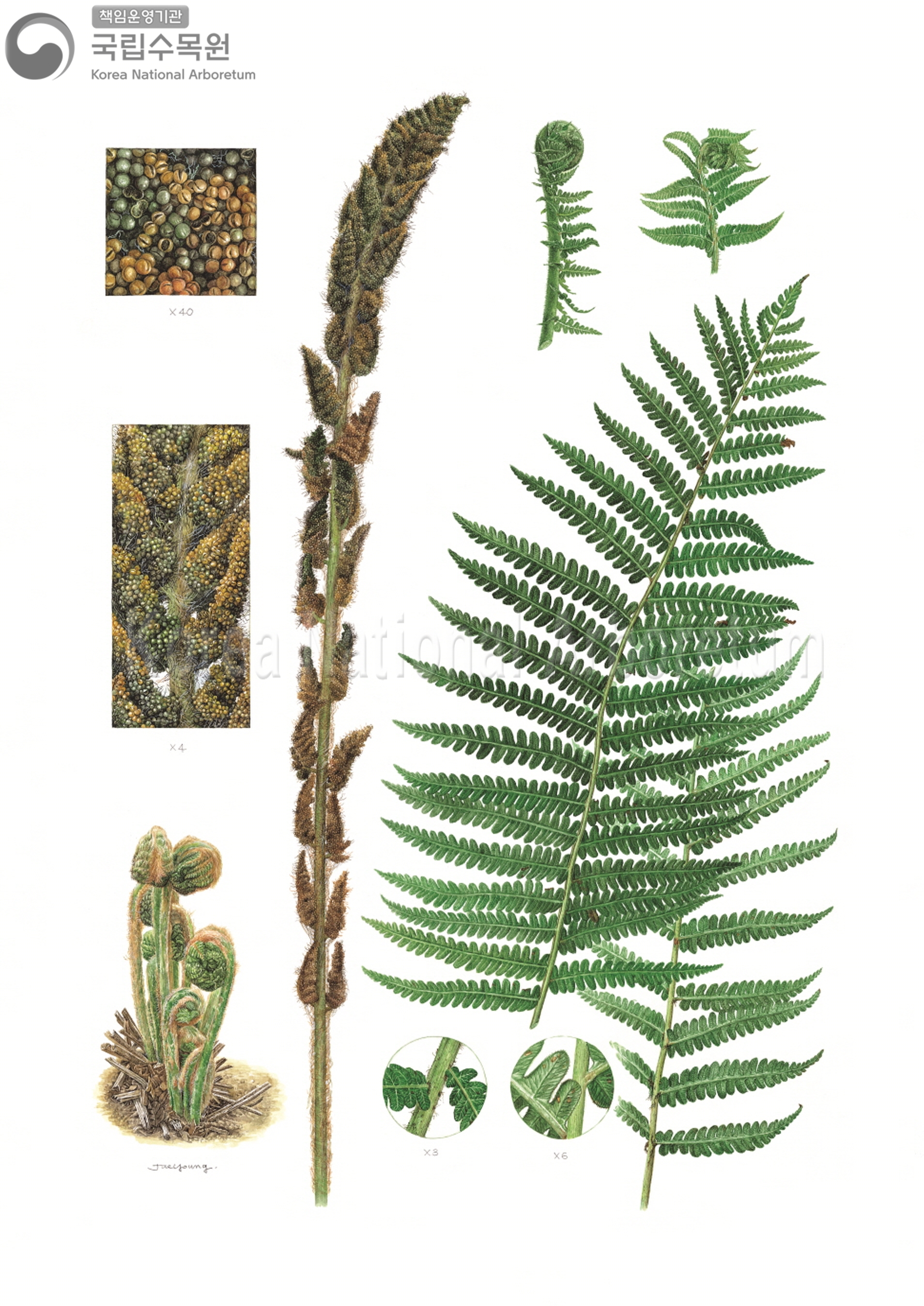 Plant Illustration Detailed View