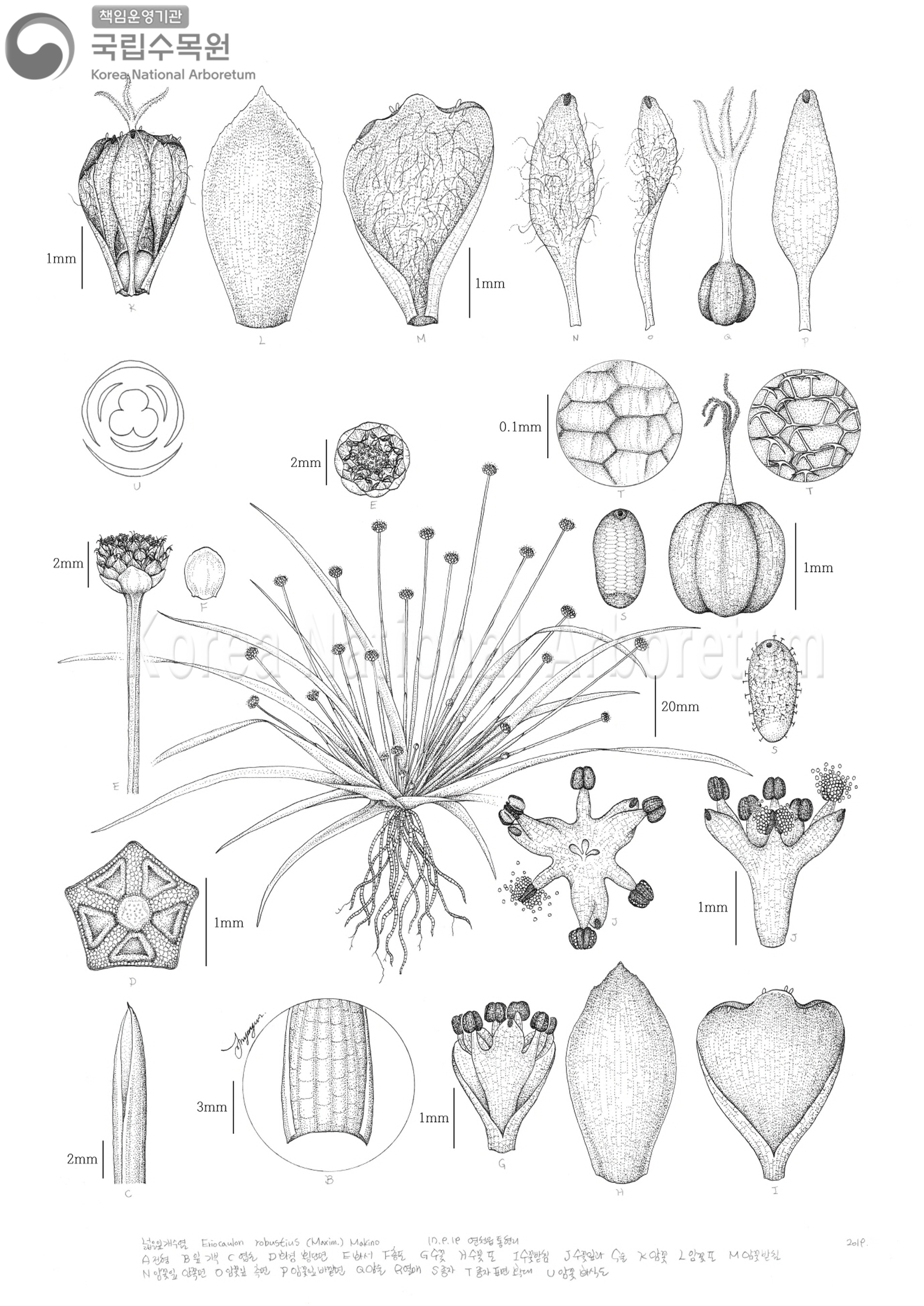 Plant Illustration Detailed View