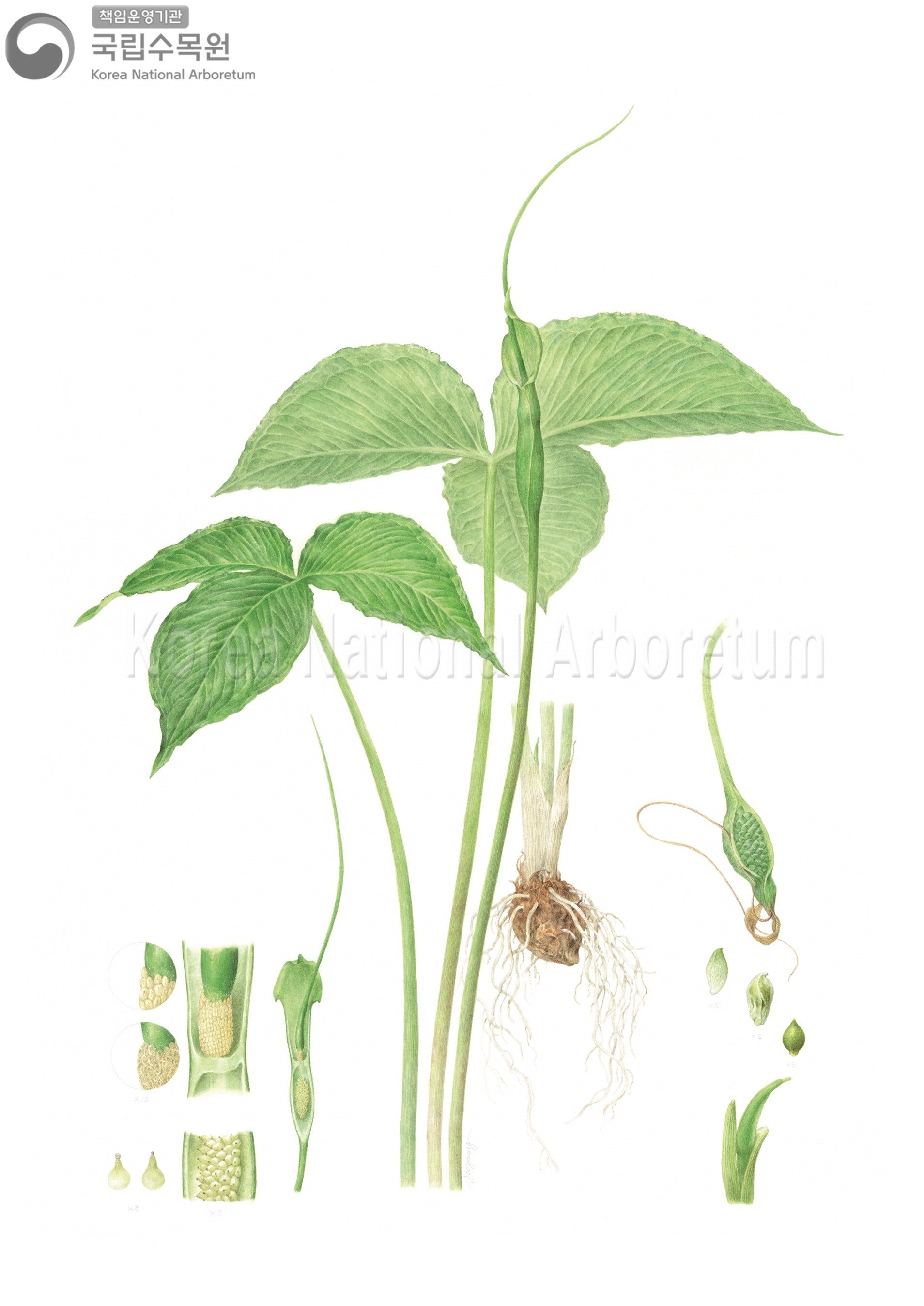 Plant Illustration Detailed View