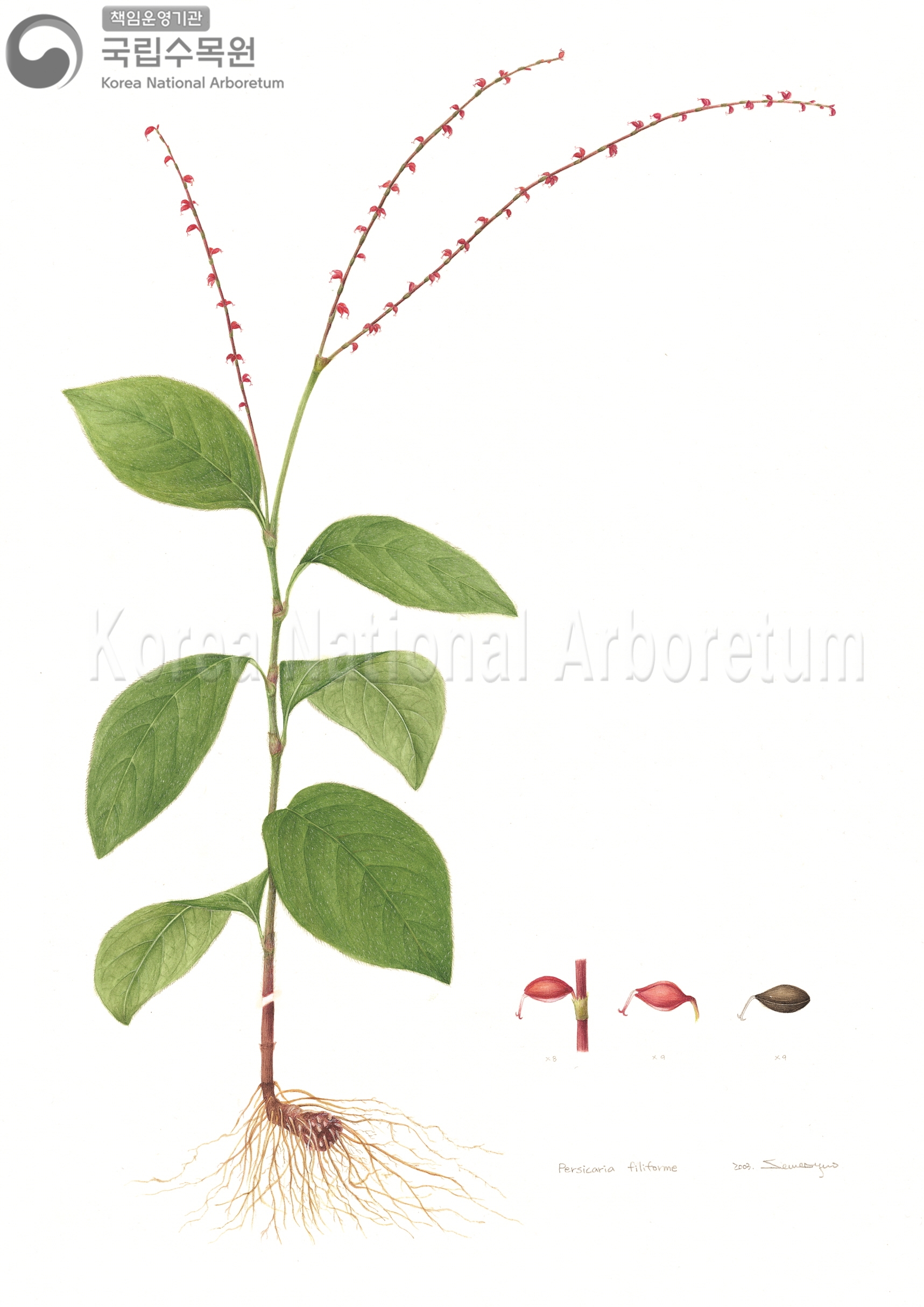 Plant Illustration Detailed View