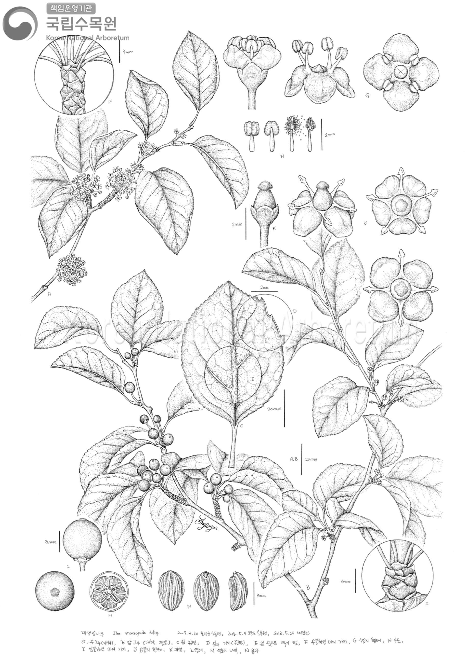 Plant Illustration Detailed View