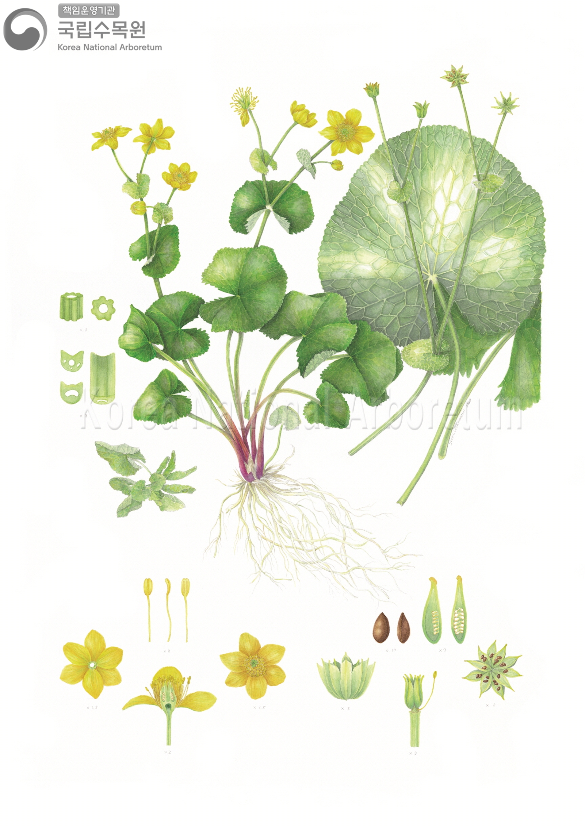 Plant Illustration Detailed View